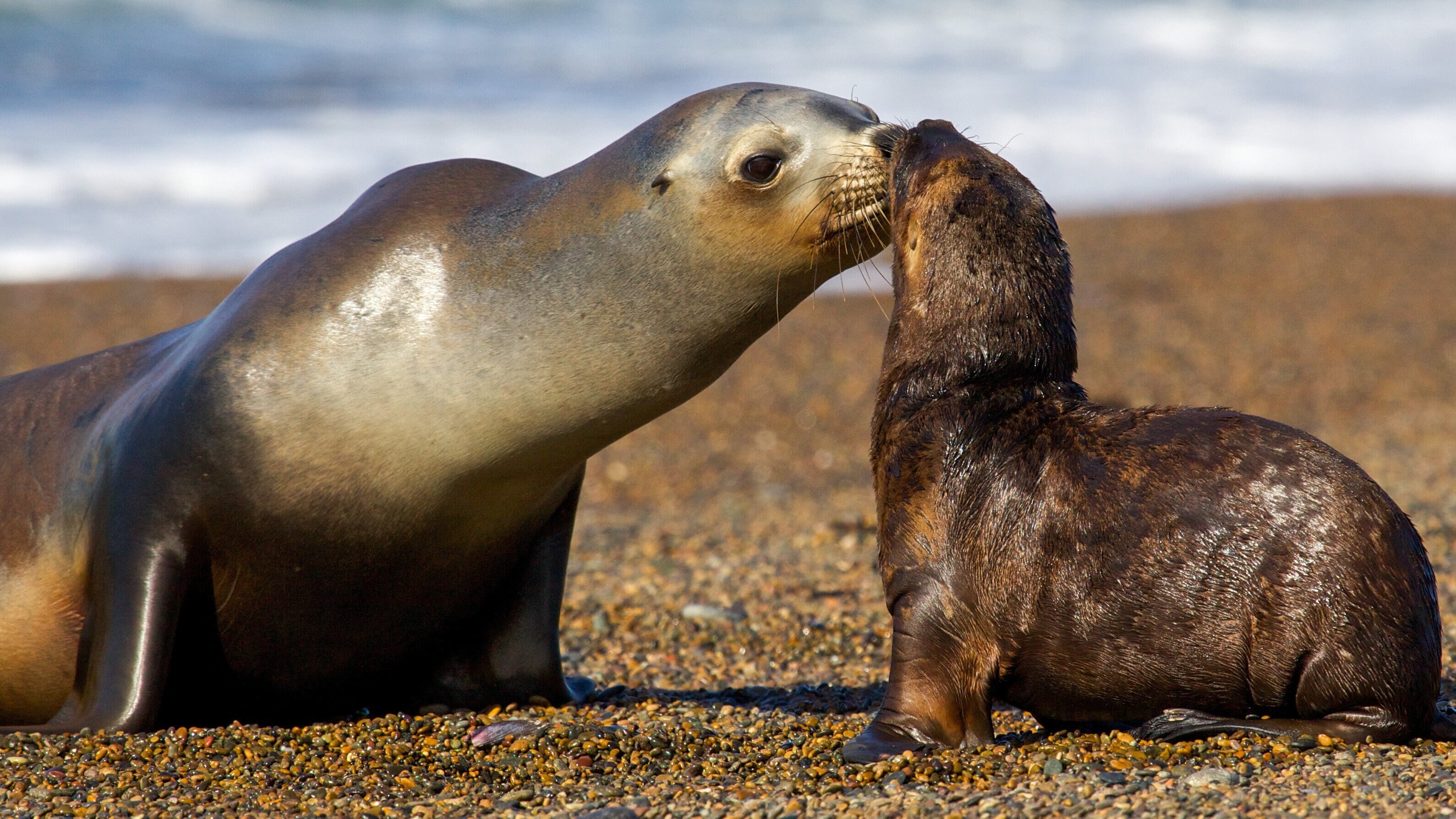 Wildes Patagonien