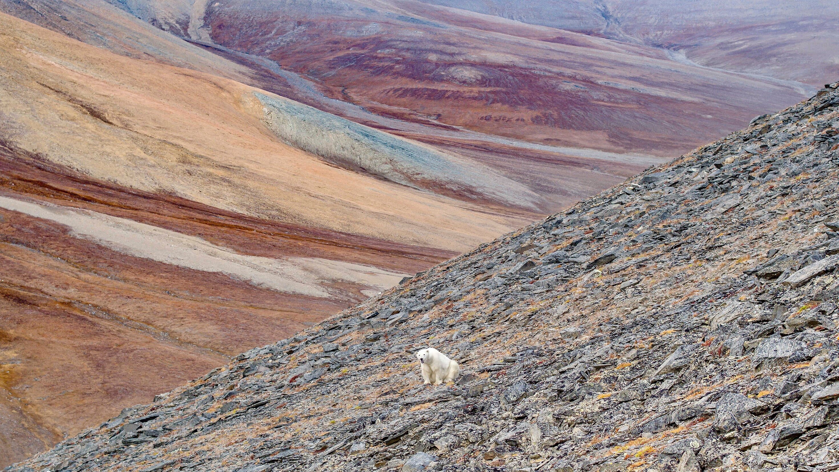 Bjørneland