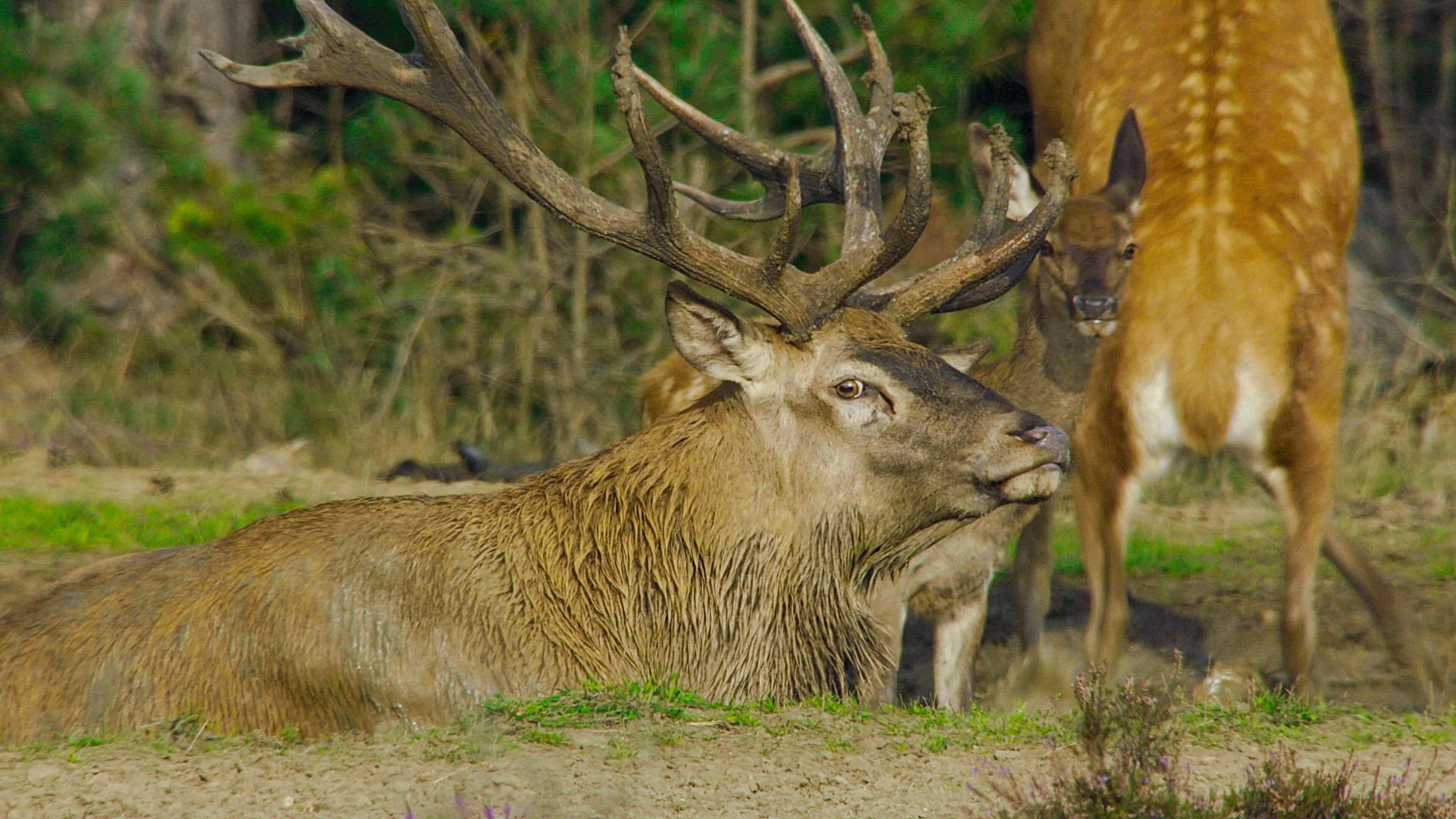 Wilde Niederlande