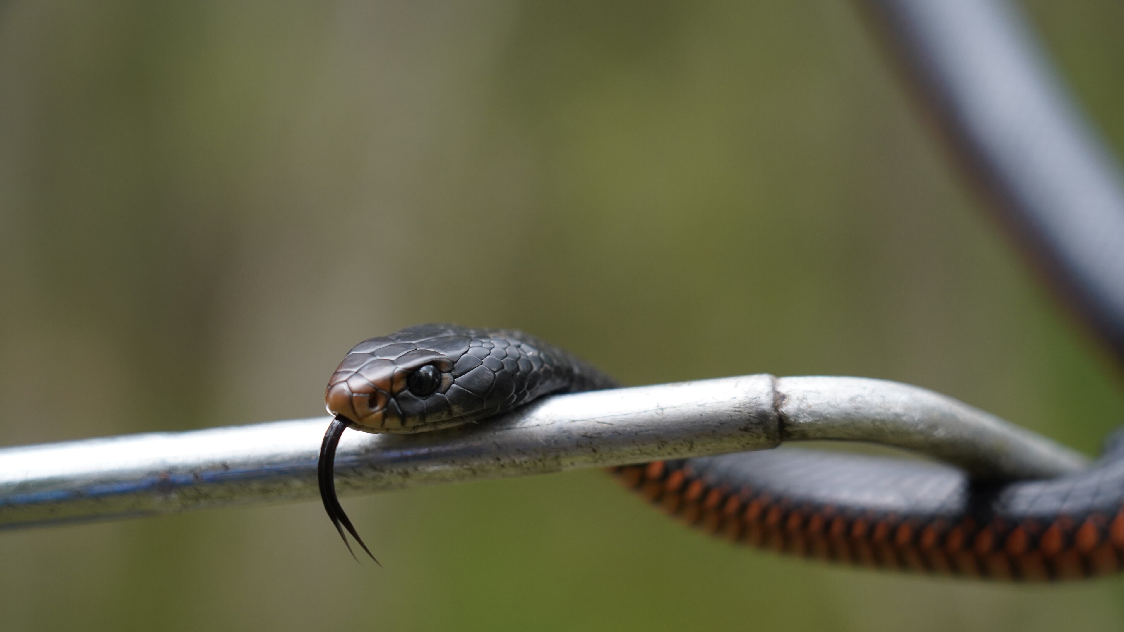 Snake Security – Schlangenalarm in Australien