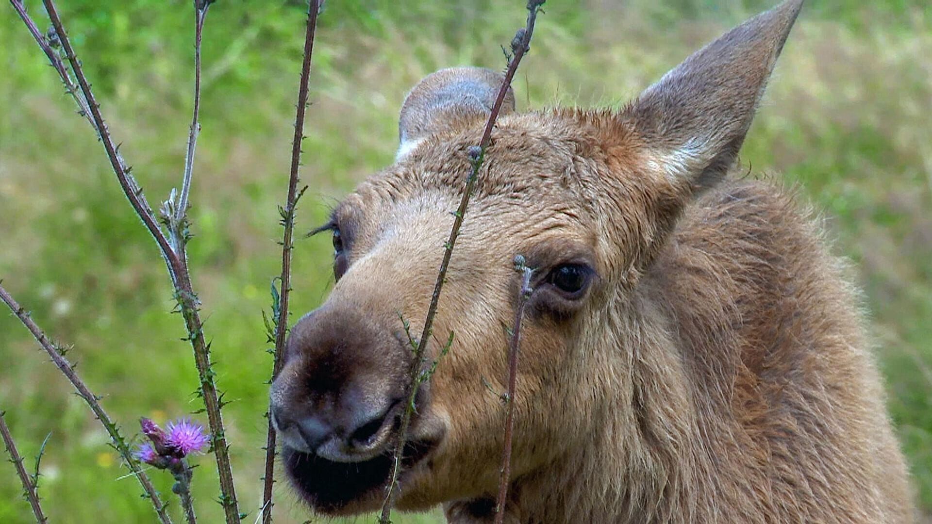 Wildnis Europa: Der Elch