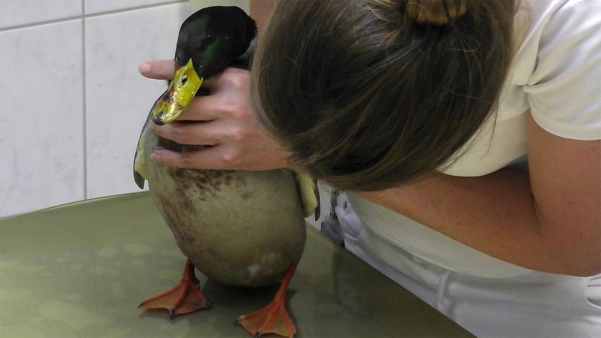 Hautnah: Die Tierklinik