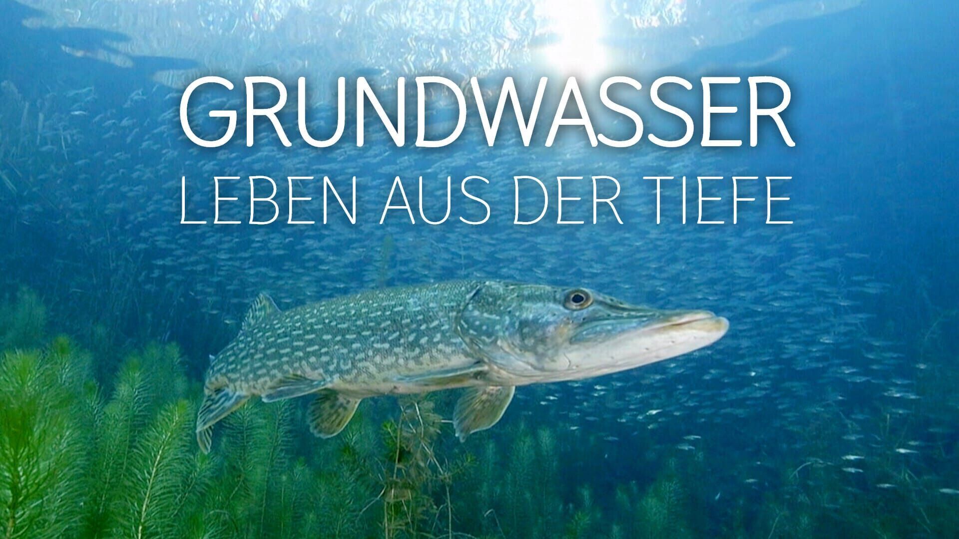 Lebensquelle Grundwasser