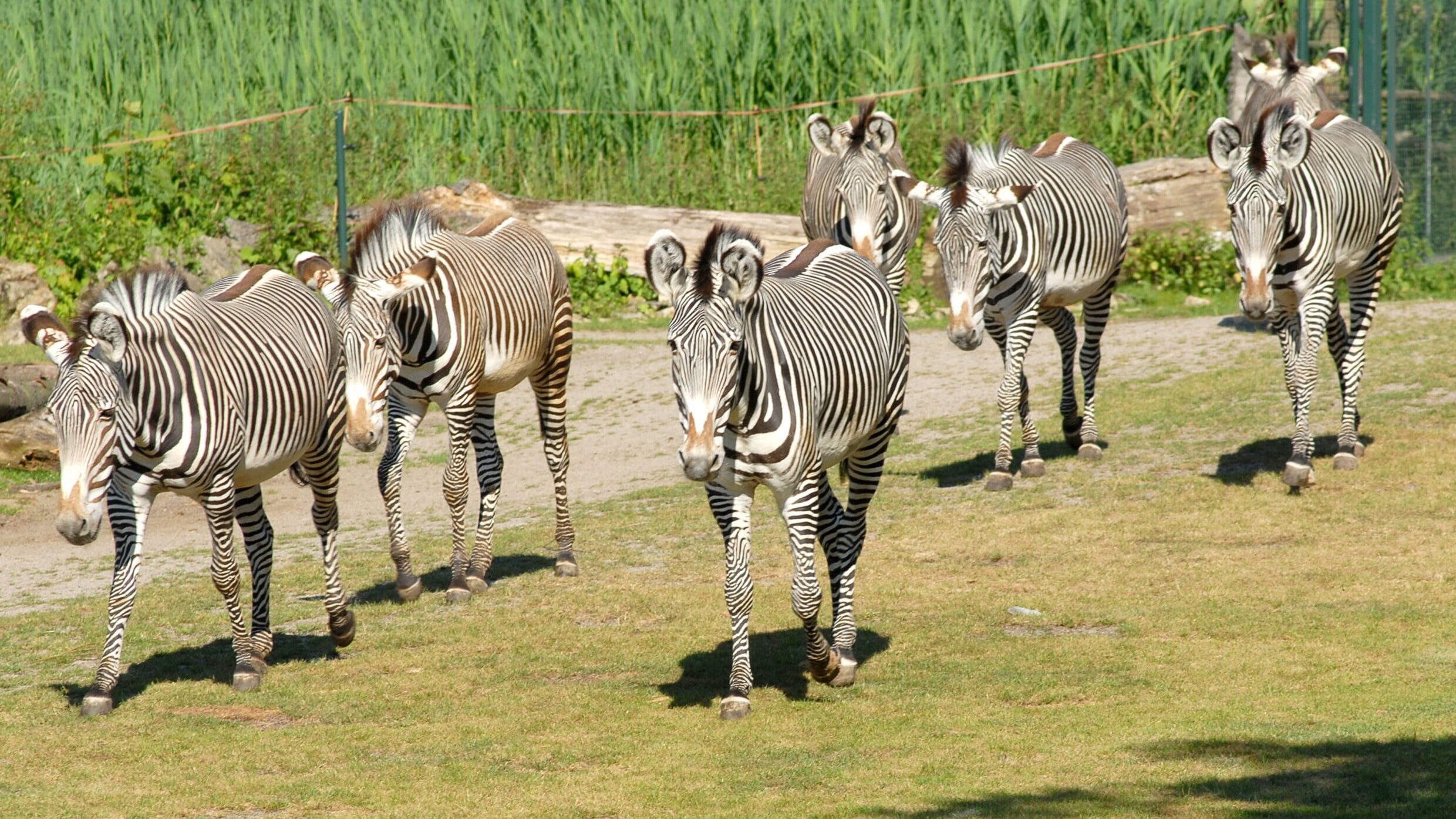 Tierärztin Dr. Mertens