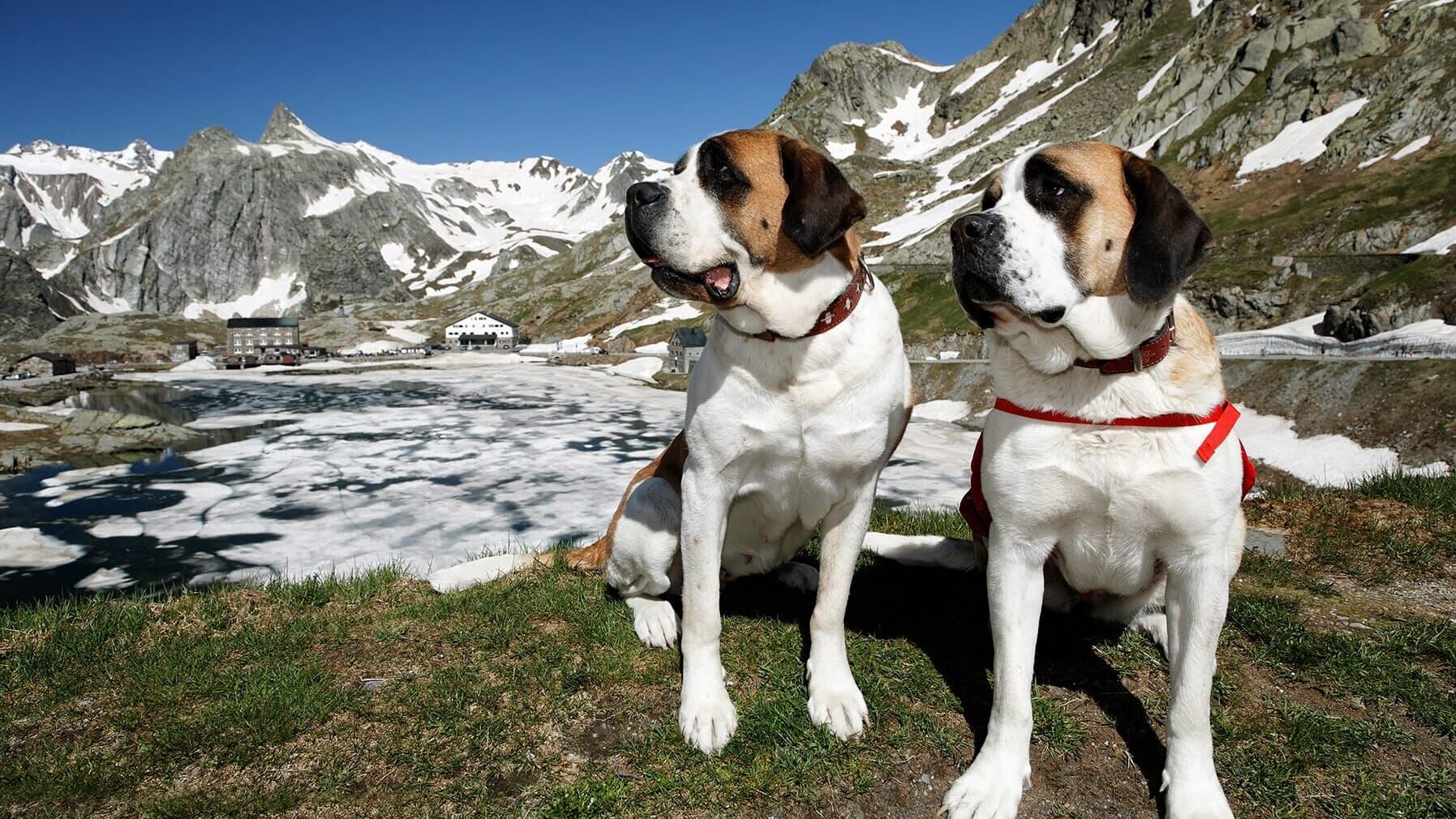 St. Bernhard: Von Menschen und Hunden