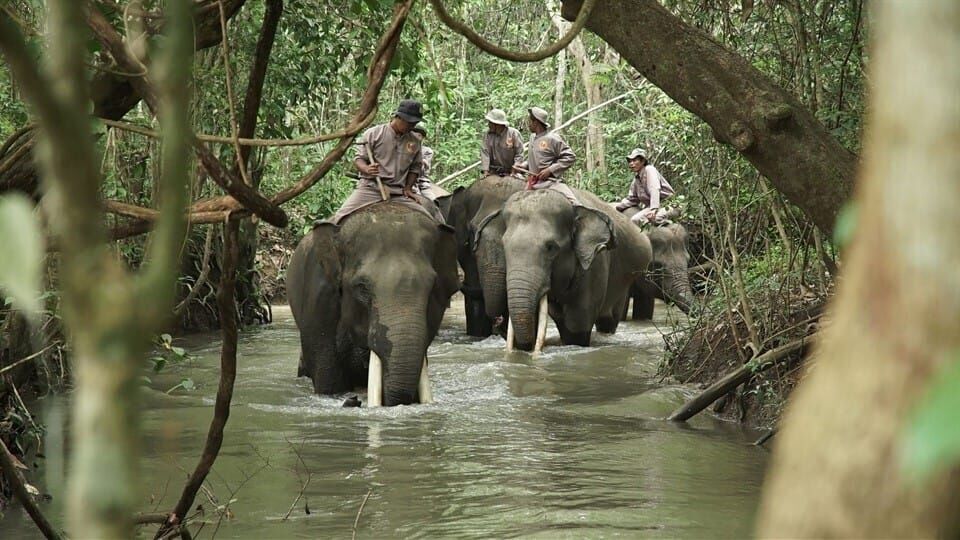 Anna und die wilden Tiere