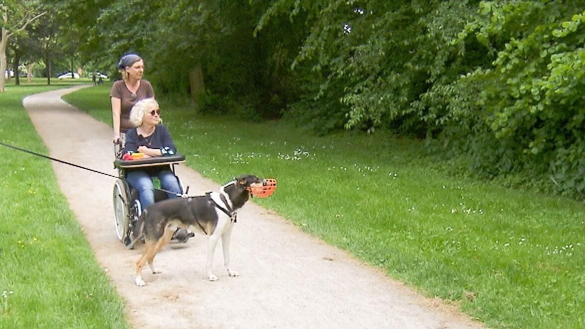 Der Hundeprofi