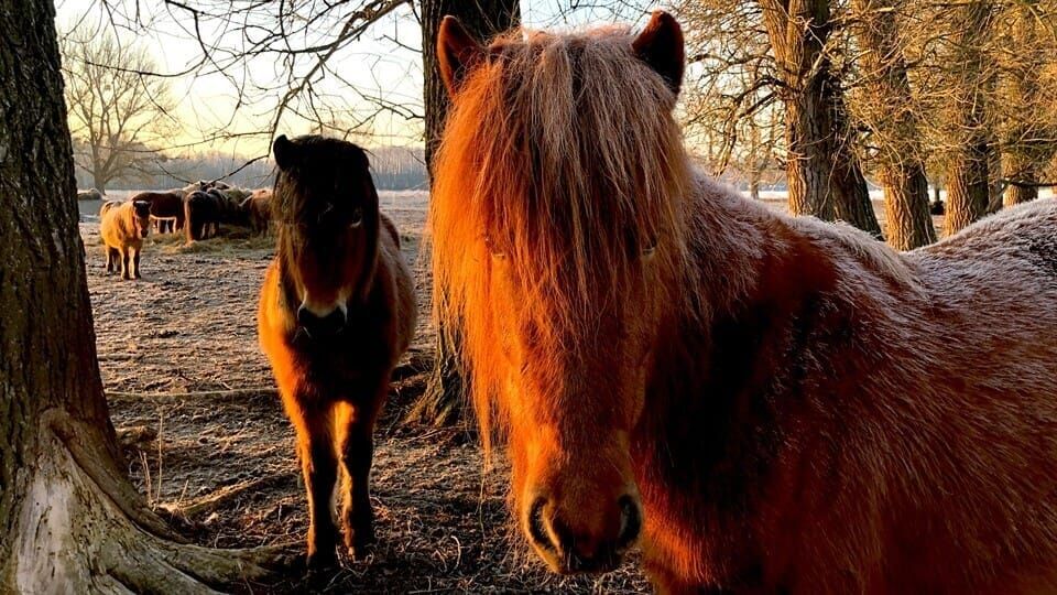 Elfa und ihre Islandpferde