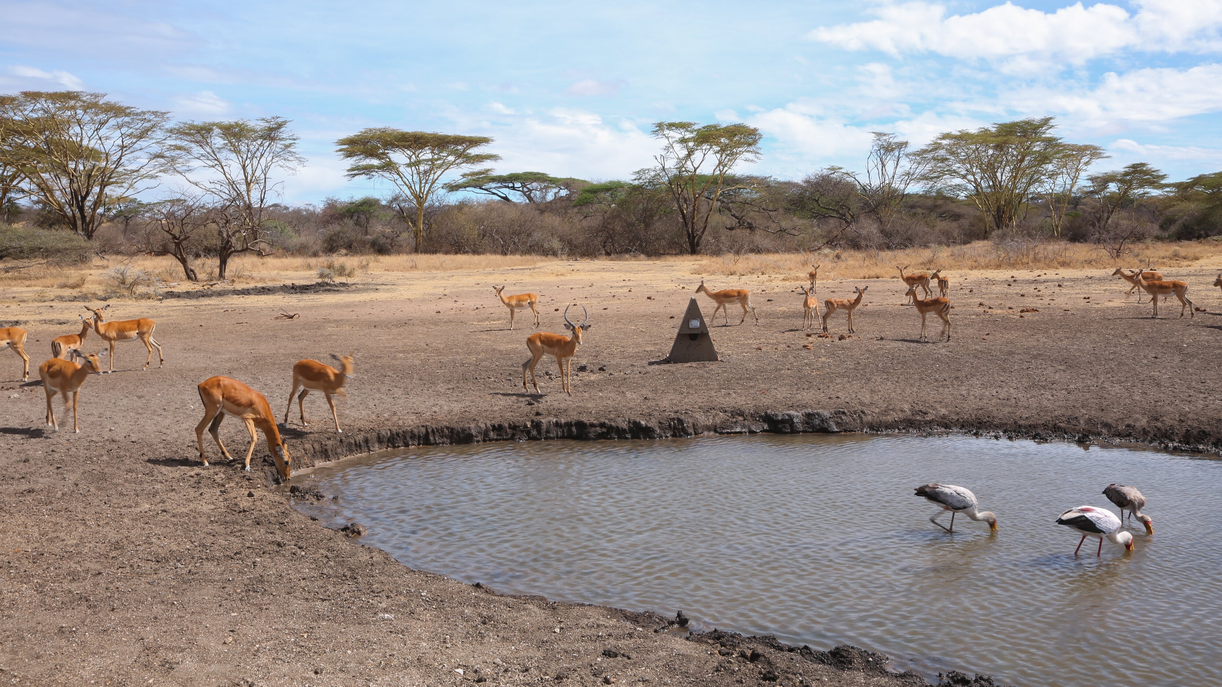 Wasserlöcher – Oasen für Afrikas Fauna