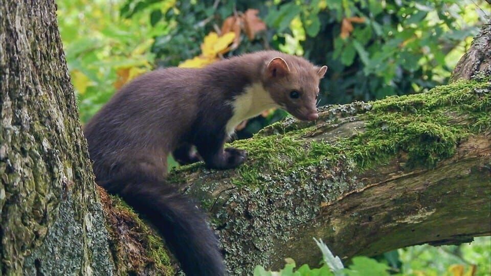 Löwenzähnchen – Eine Schnüffelnase auf Entdeckungstour