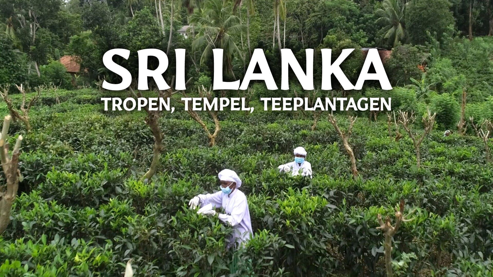 Sri Lanka – Tropen, Tempel, Teeplantagen