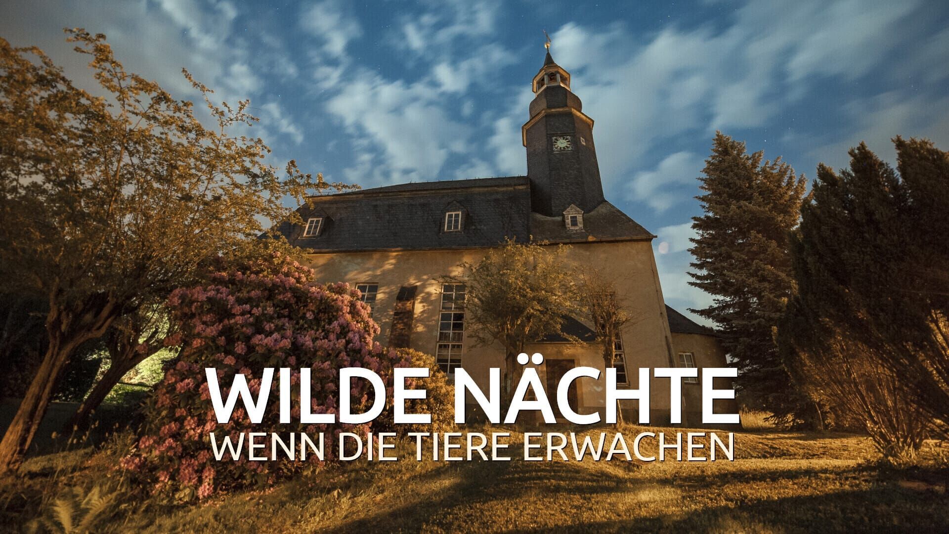 Wilde Nächte – Wenn die Tiere erwachen