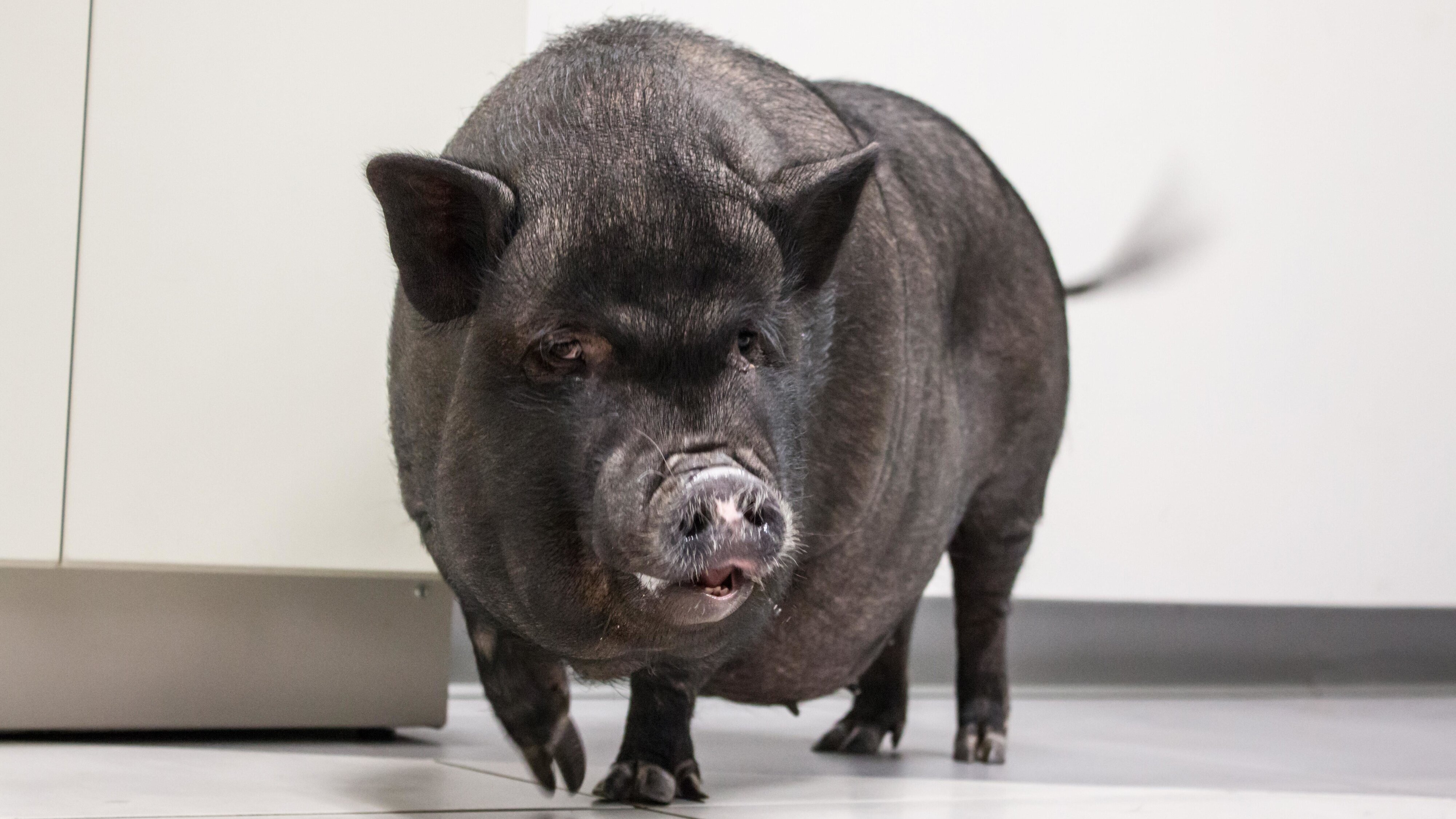 Die Tierärzte von Houston