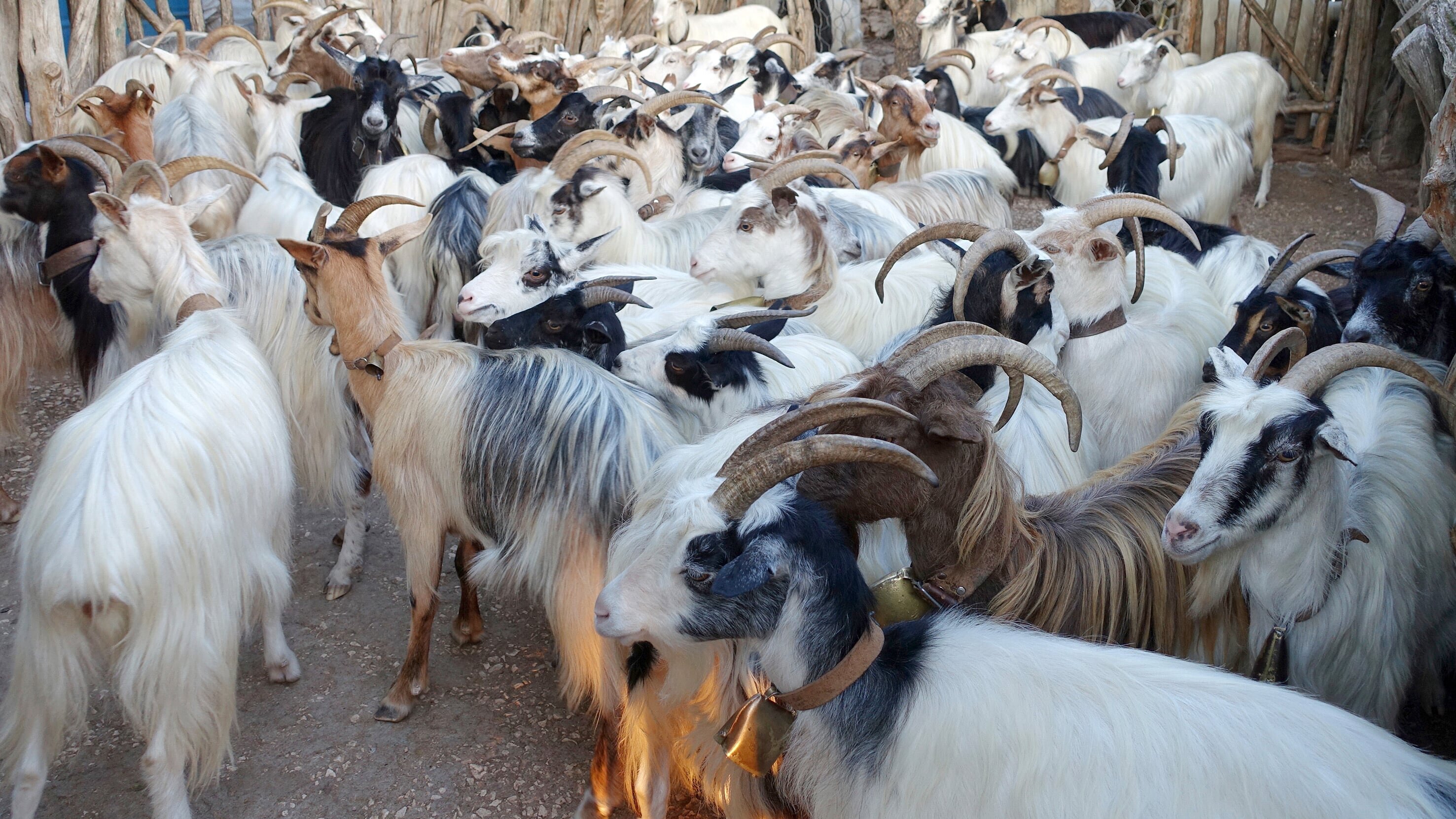 Sardinien – Insel der Hirten