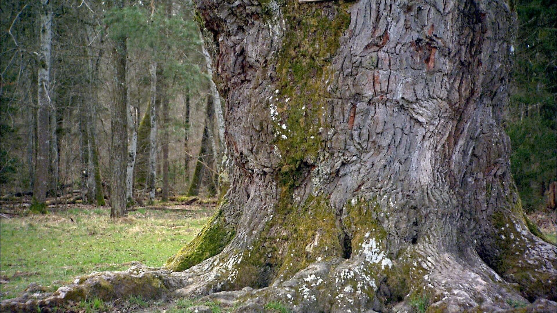 Die geheimnisvolle Welt der Bäume – Naturschätze der Steiermark