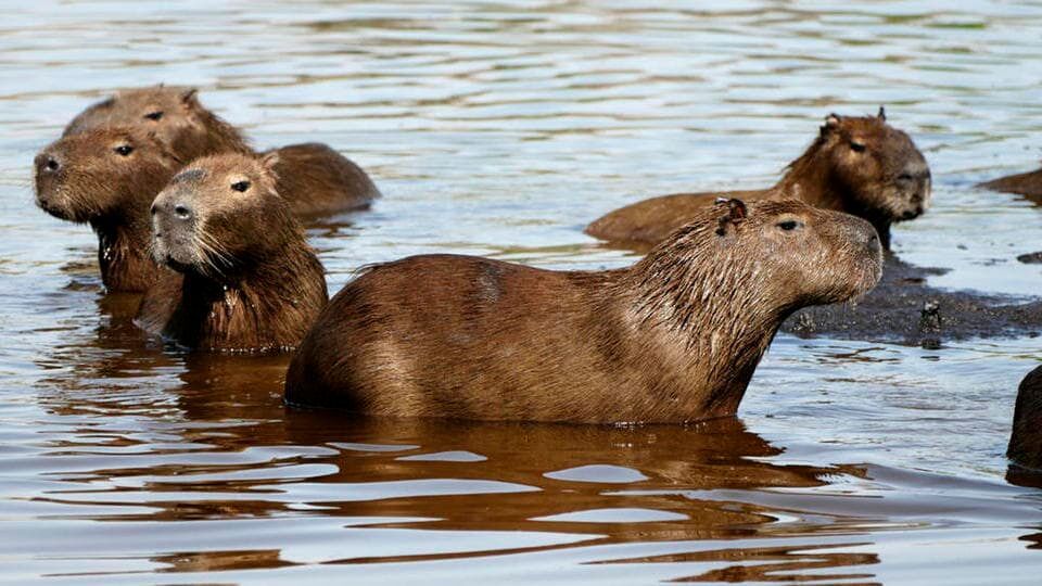Anna und die wilden Tiere