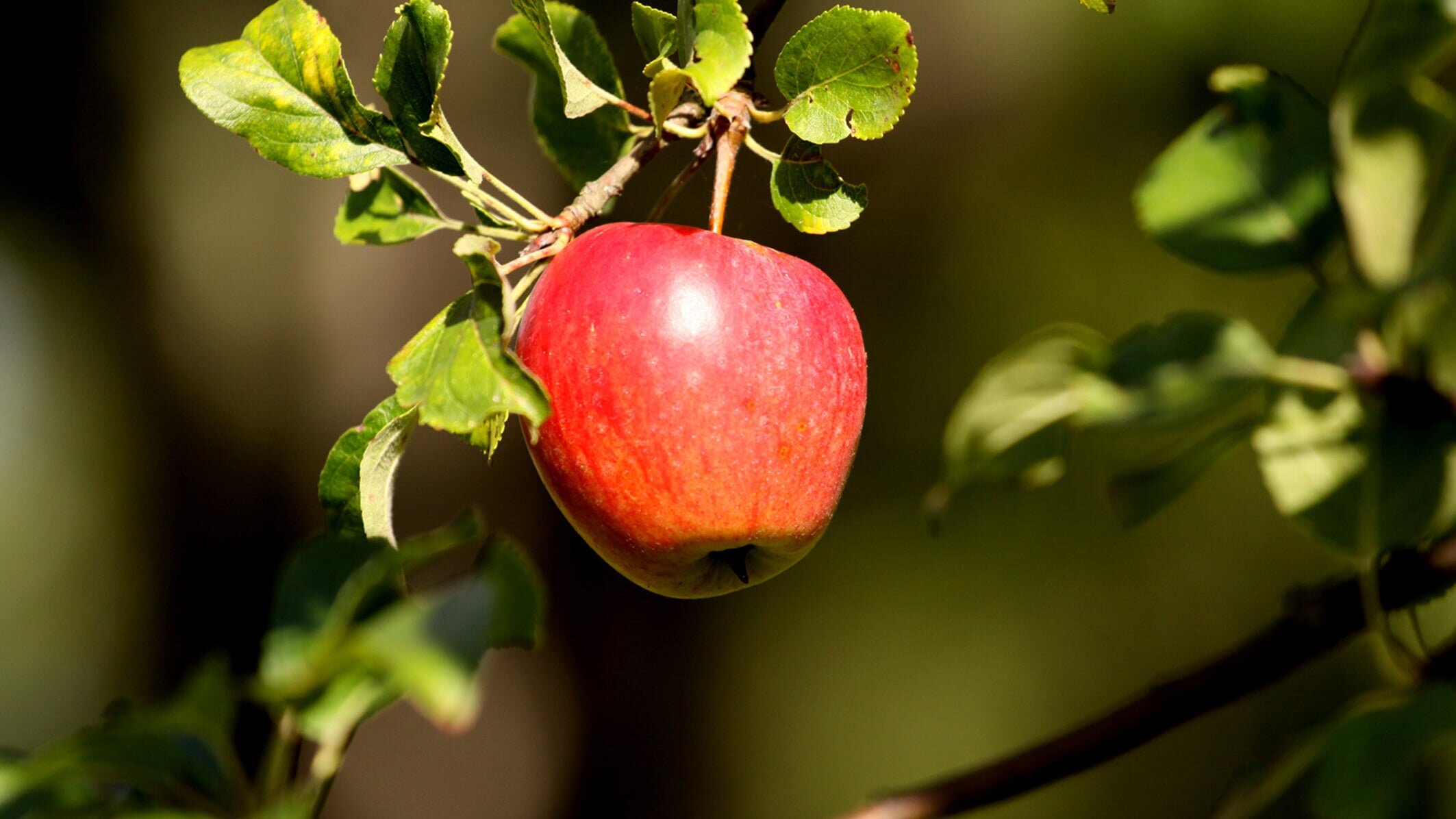 Die Streuobstwiese