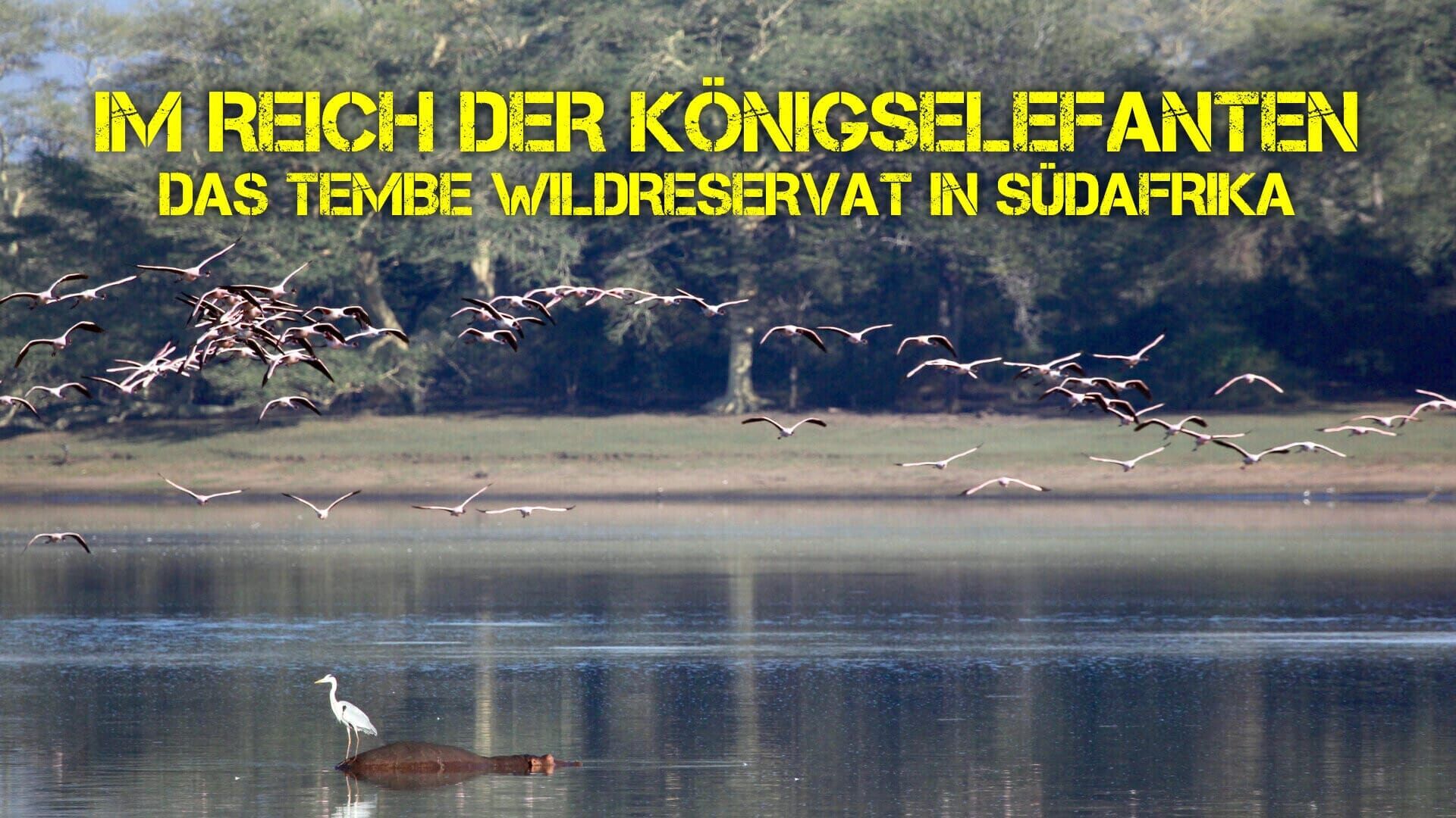 Im Reich der Königselefanten – Das Tembe-Wildreservat in Südafrika