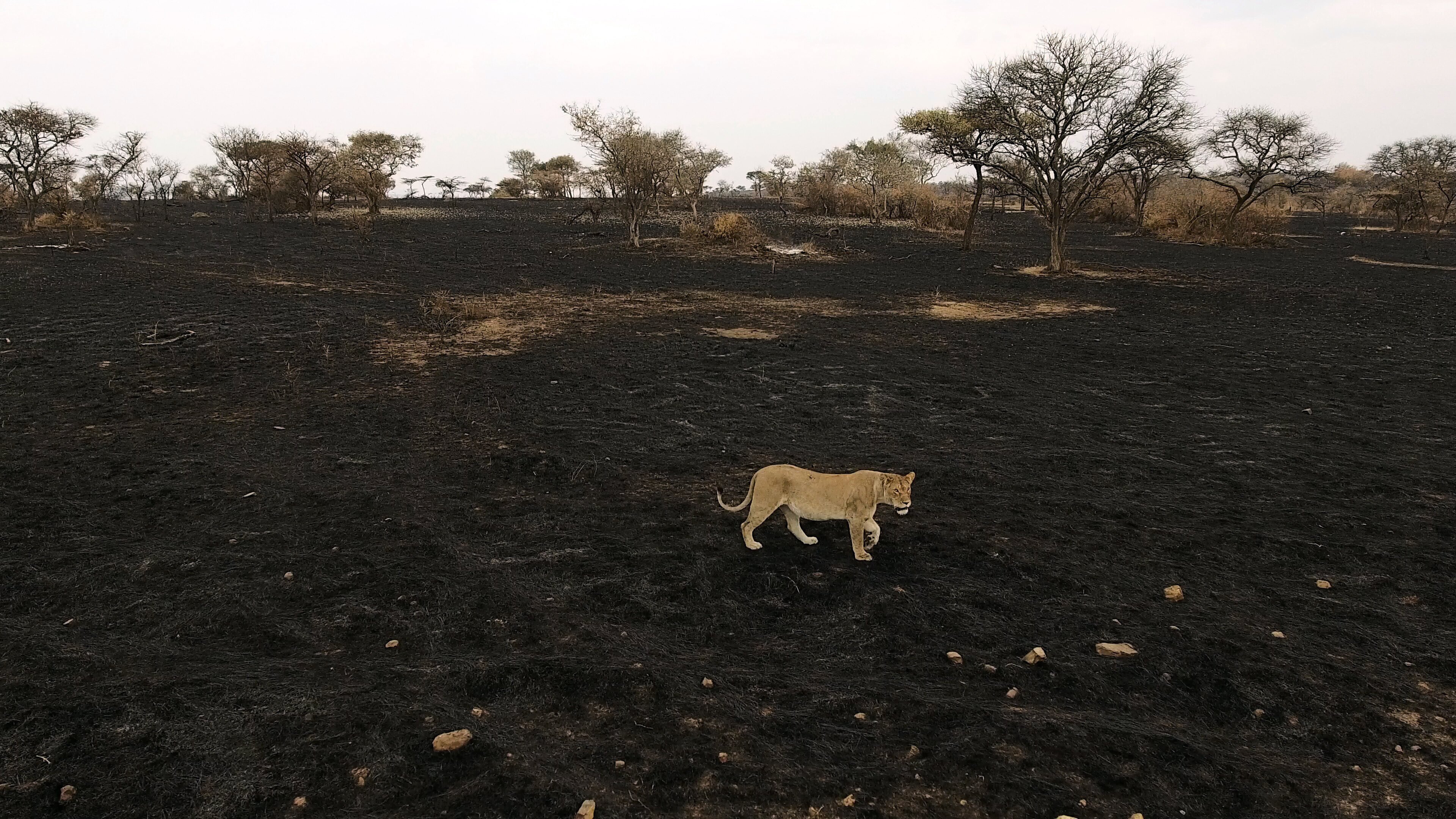 Serengeti: Zeit des Anfangs