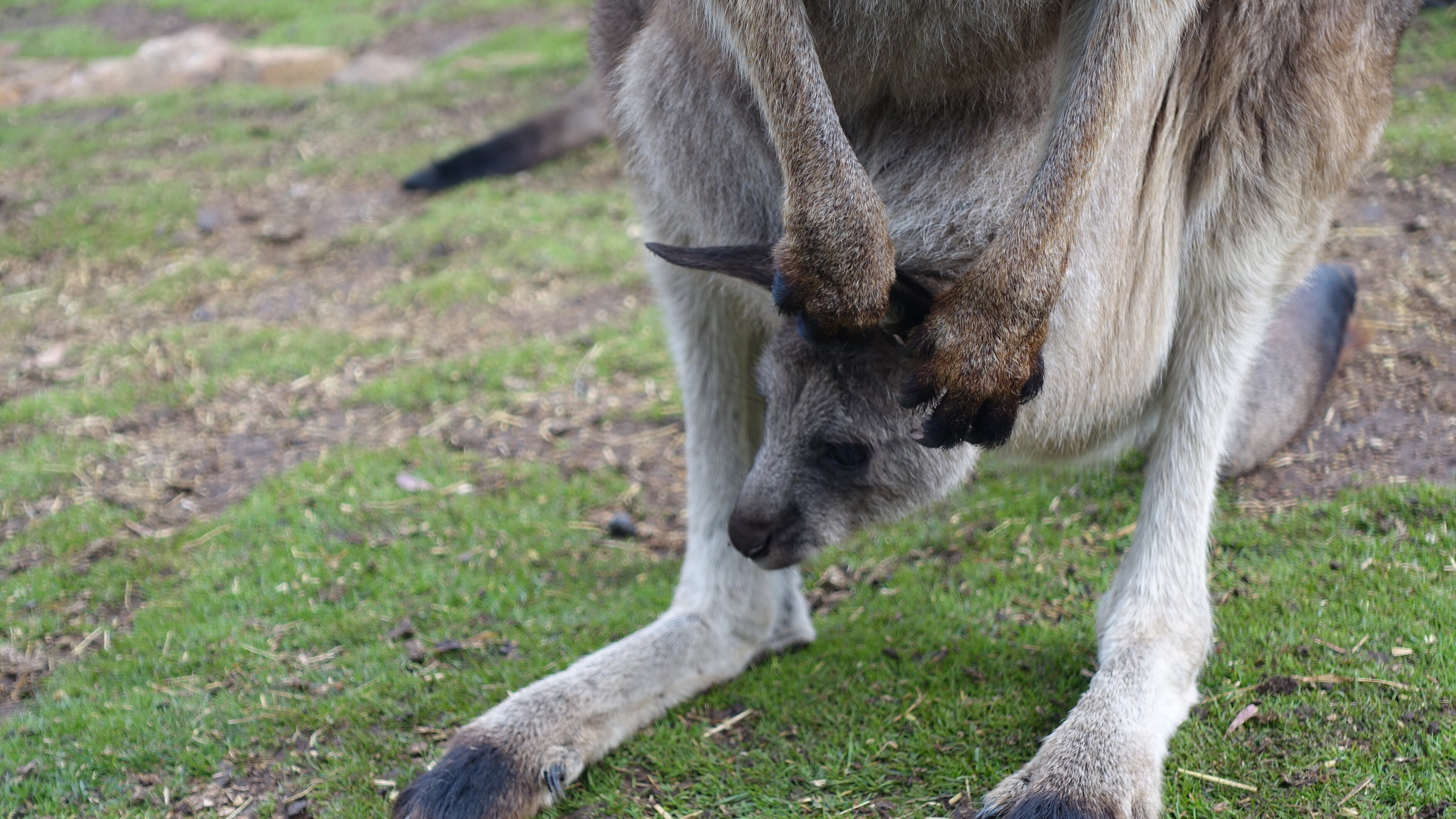 Anna und die wilden Tiere