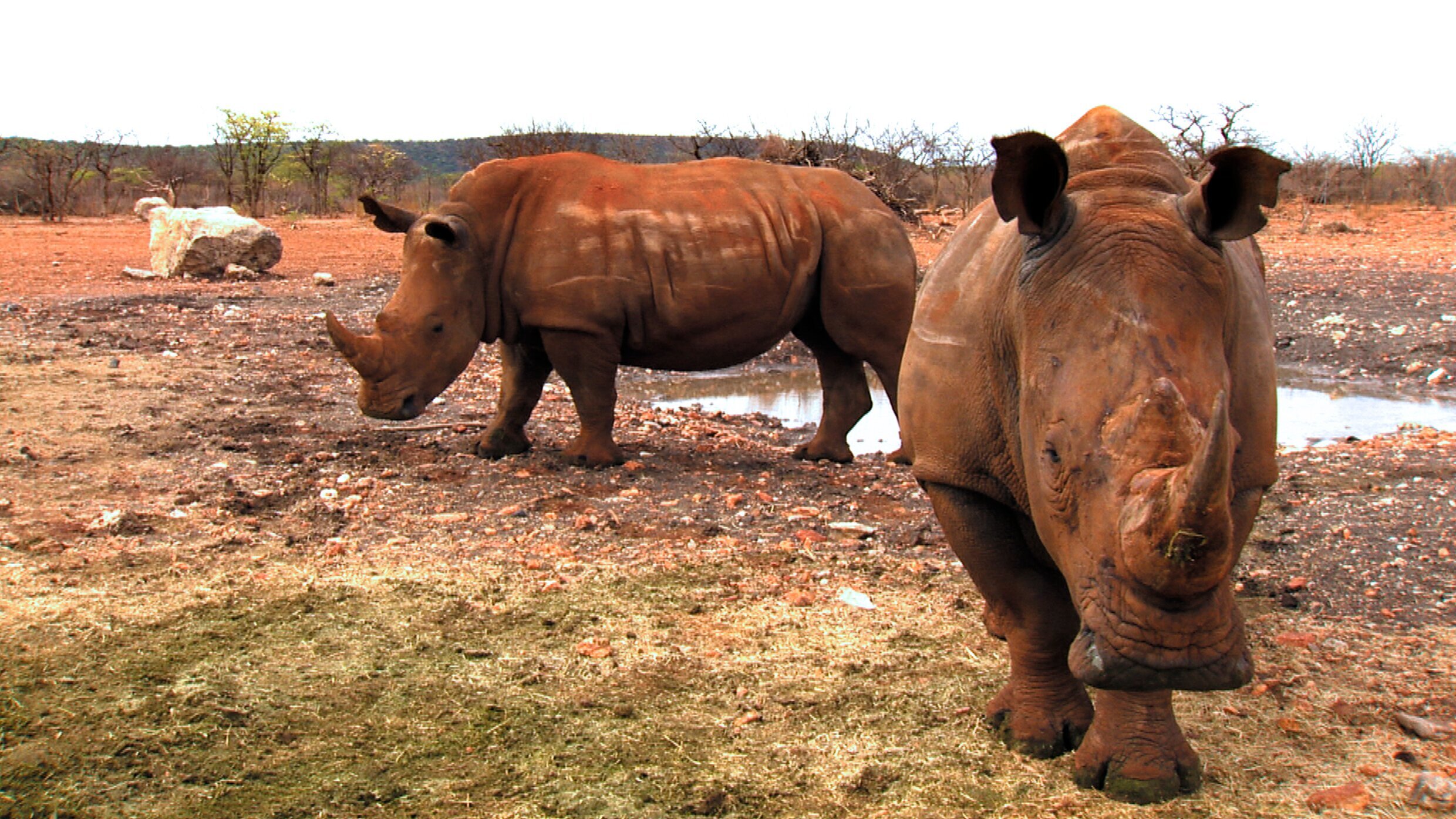 Das Waisenhaus für wilde Tiere – Abenteuer Afrika