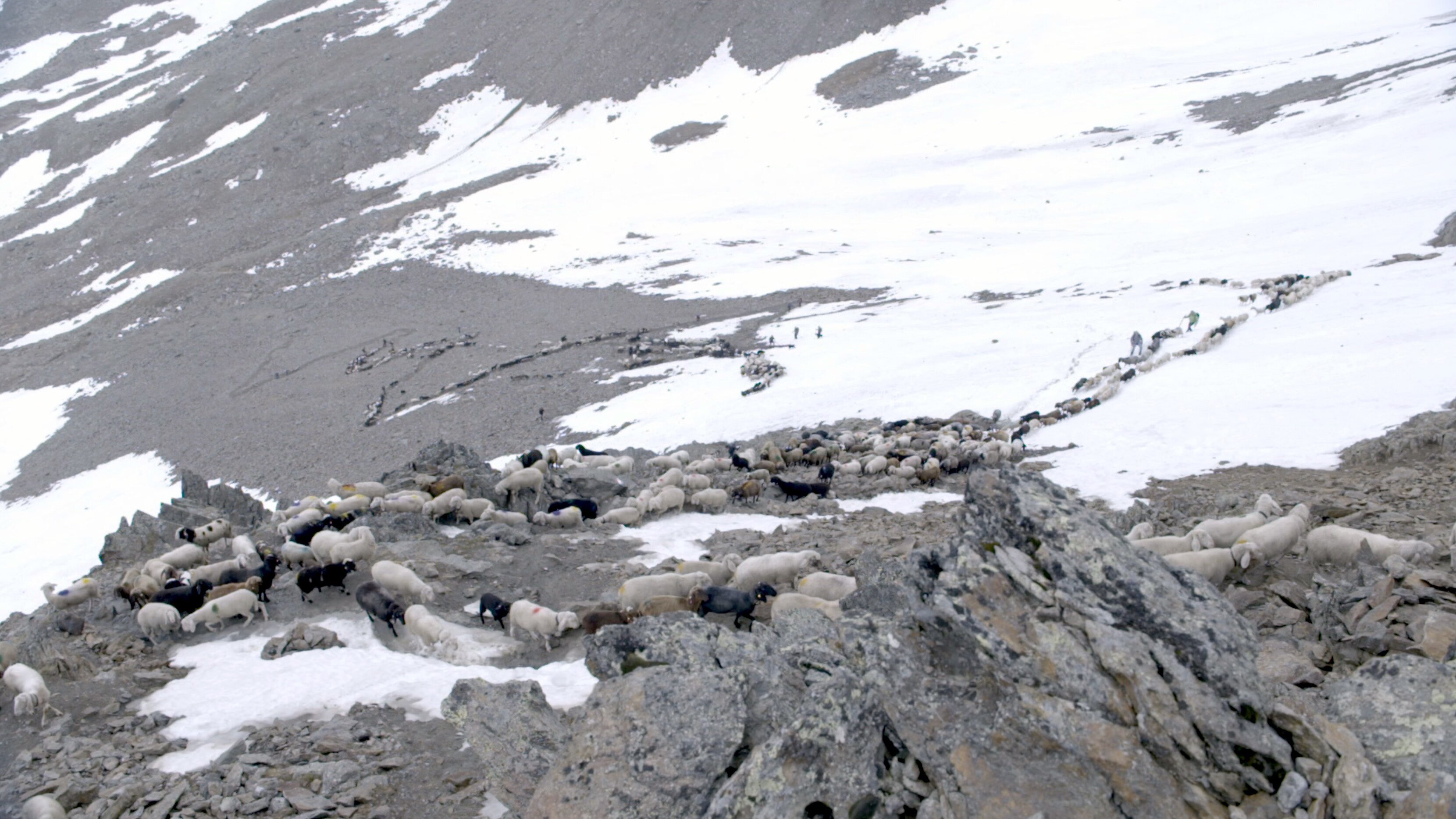 Hirtenleben im Ötztal – Mit den Schafen über die Gletscher