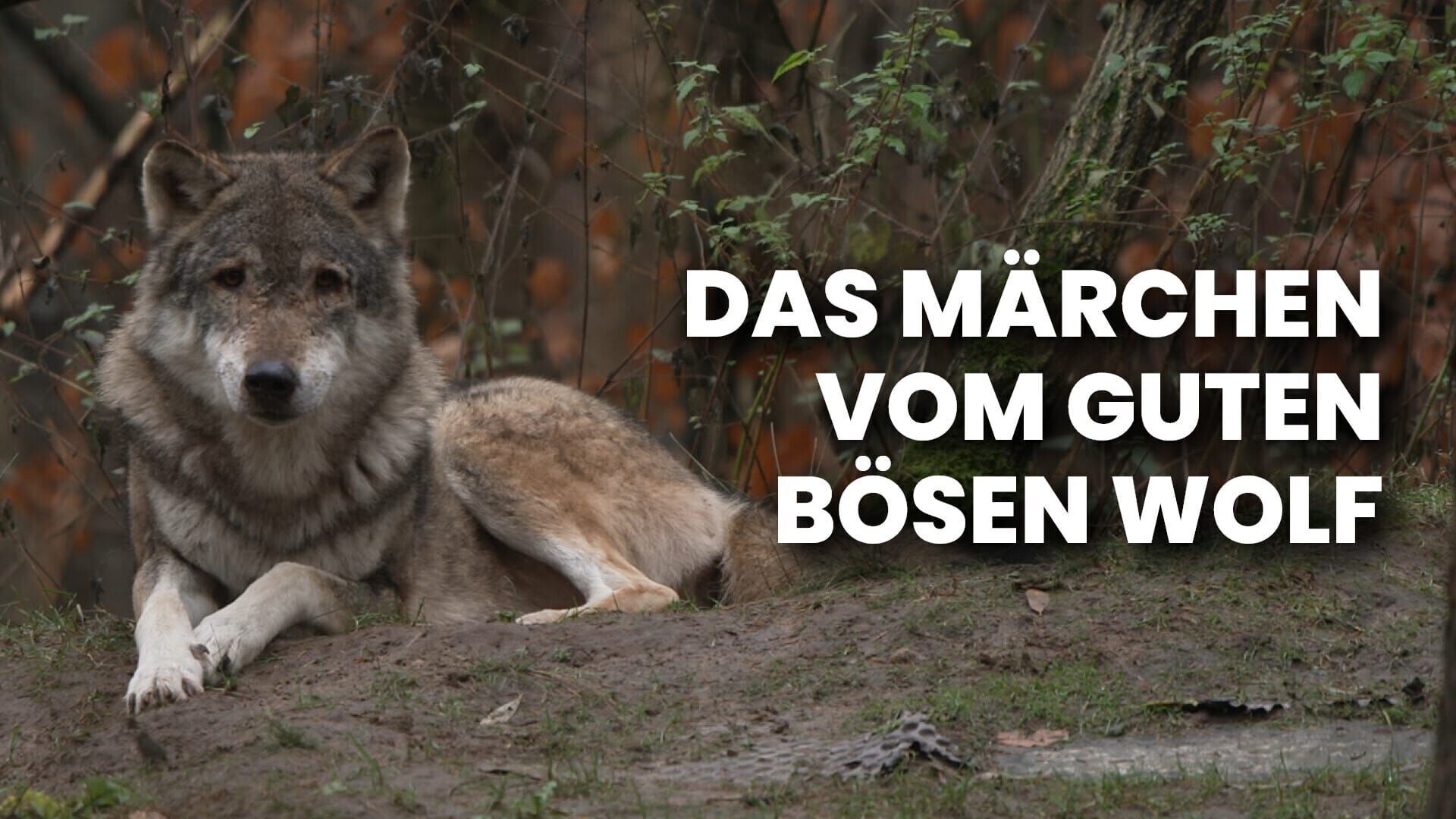Das Märchen vom guten Bösen Wolf (1)