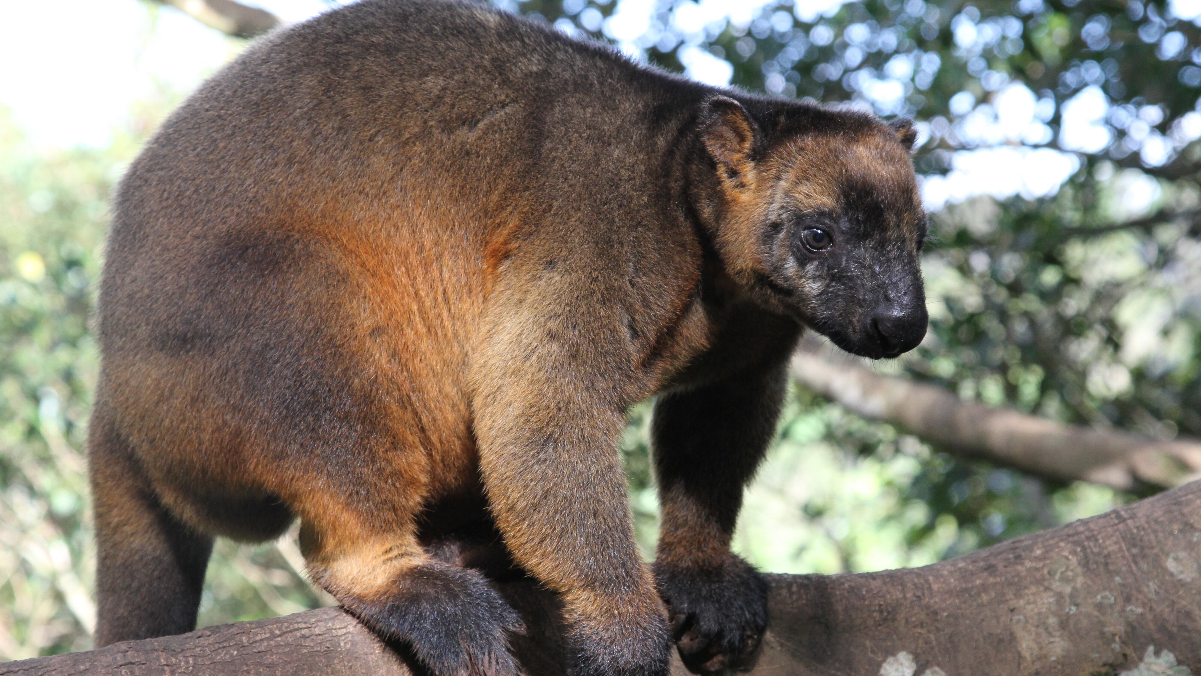 Australien – Im Dschungel der Riesenvögel