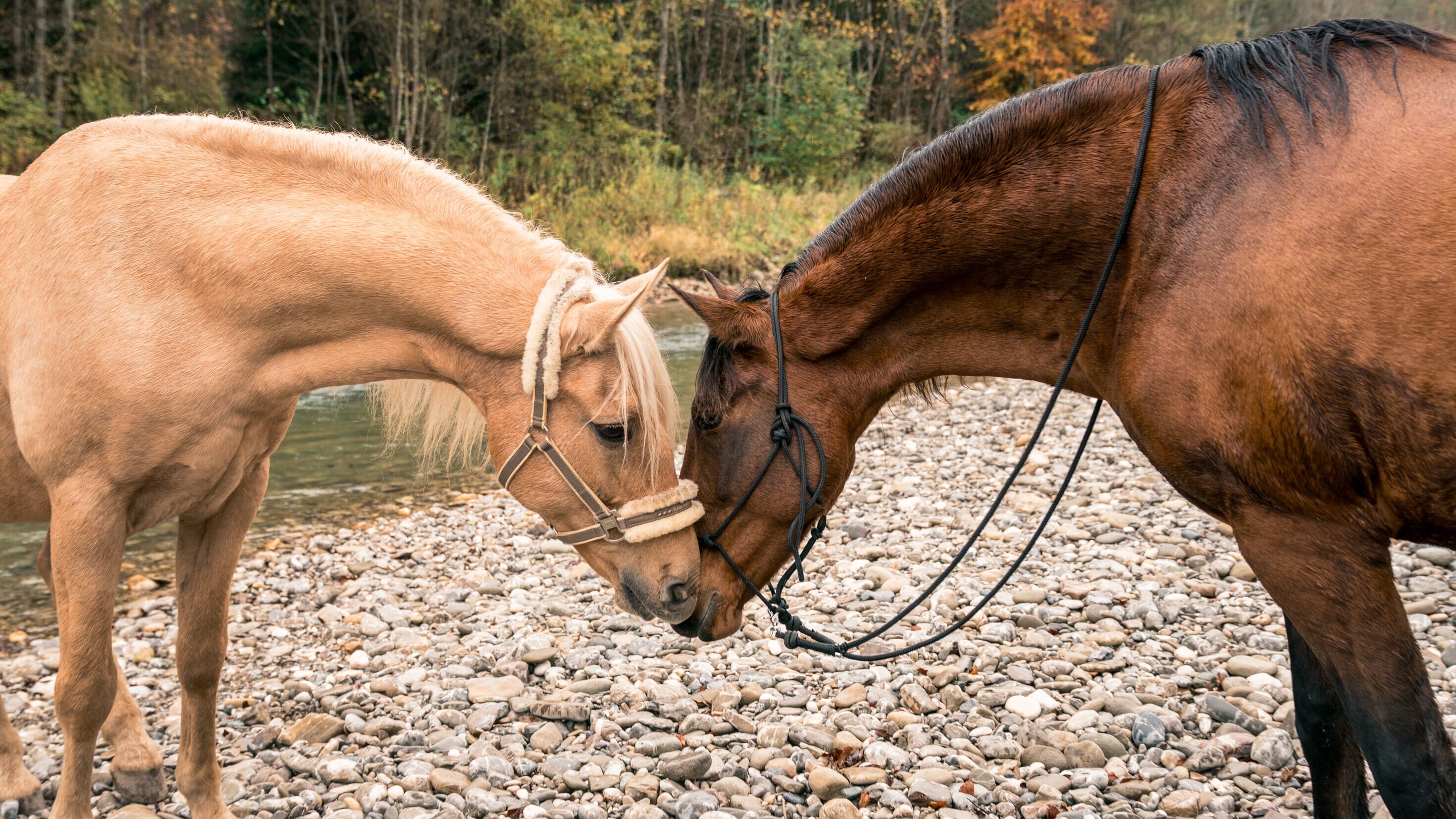 Reiterhof Wildenstein – Der Junge und das Pferd