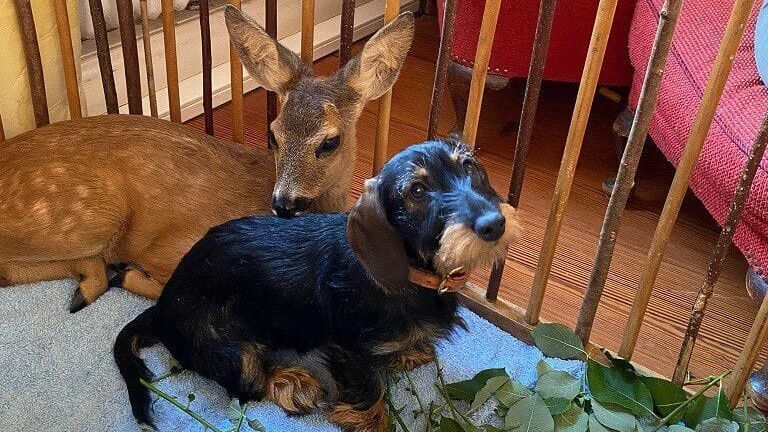 Tierbabys – süß und wild!
