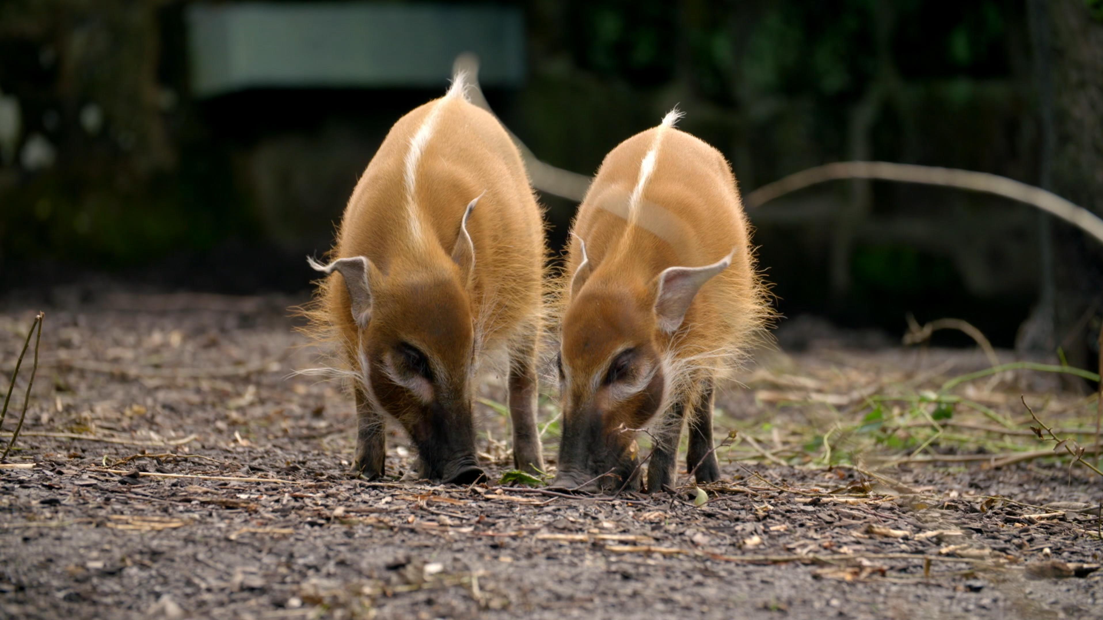 Zoo und so – Tierisch wild!