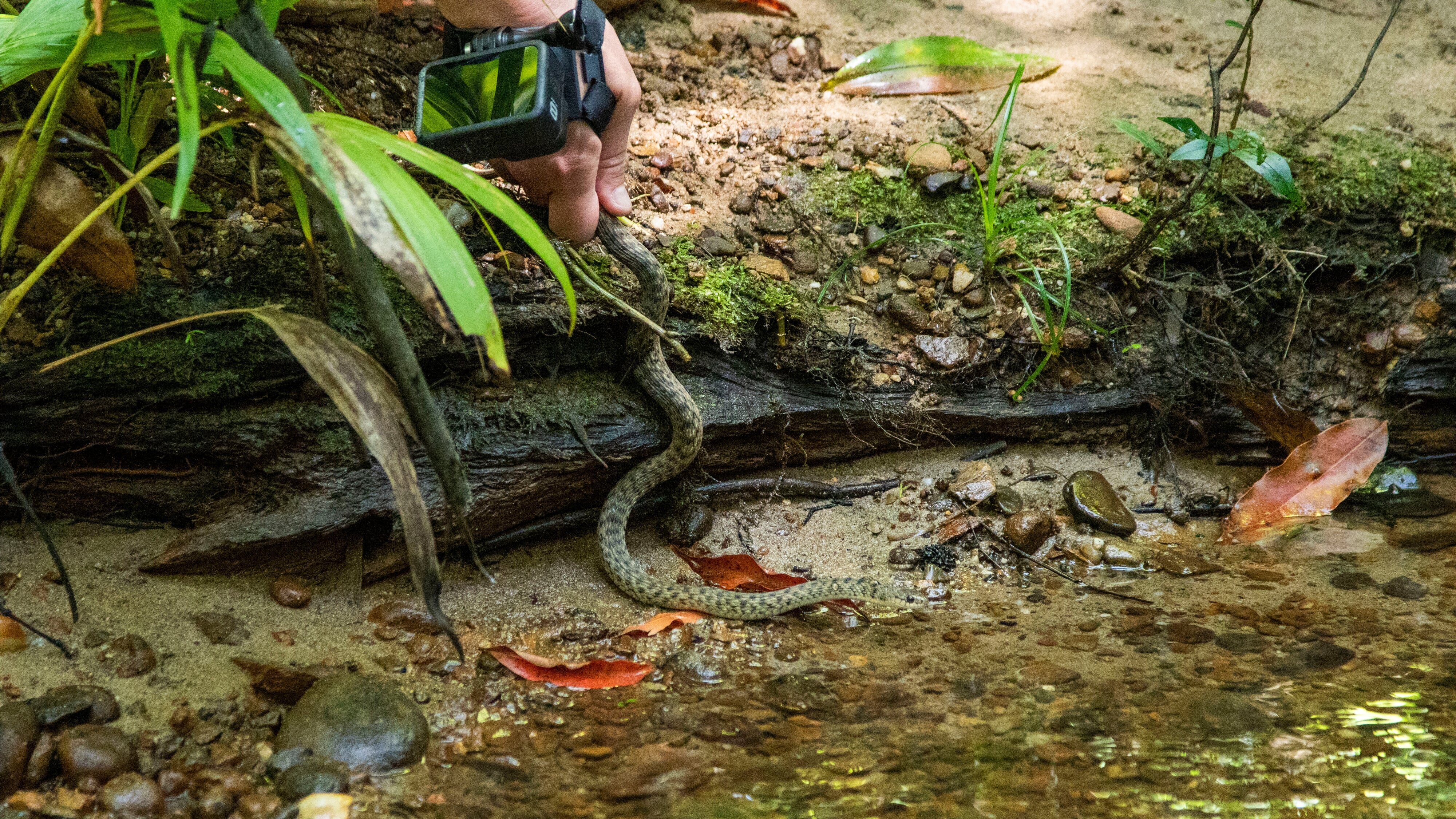 Snake Security – Schlangenalarm in Australien