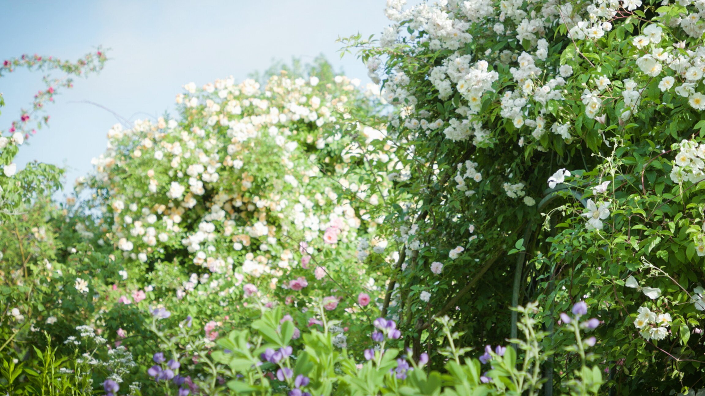 Histoire(s) de jardins