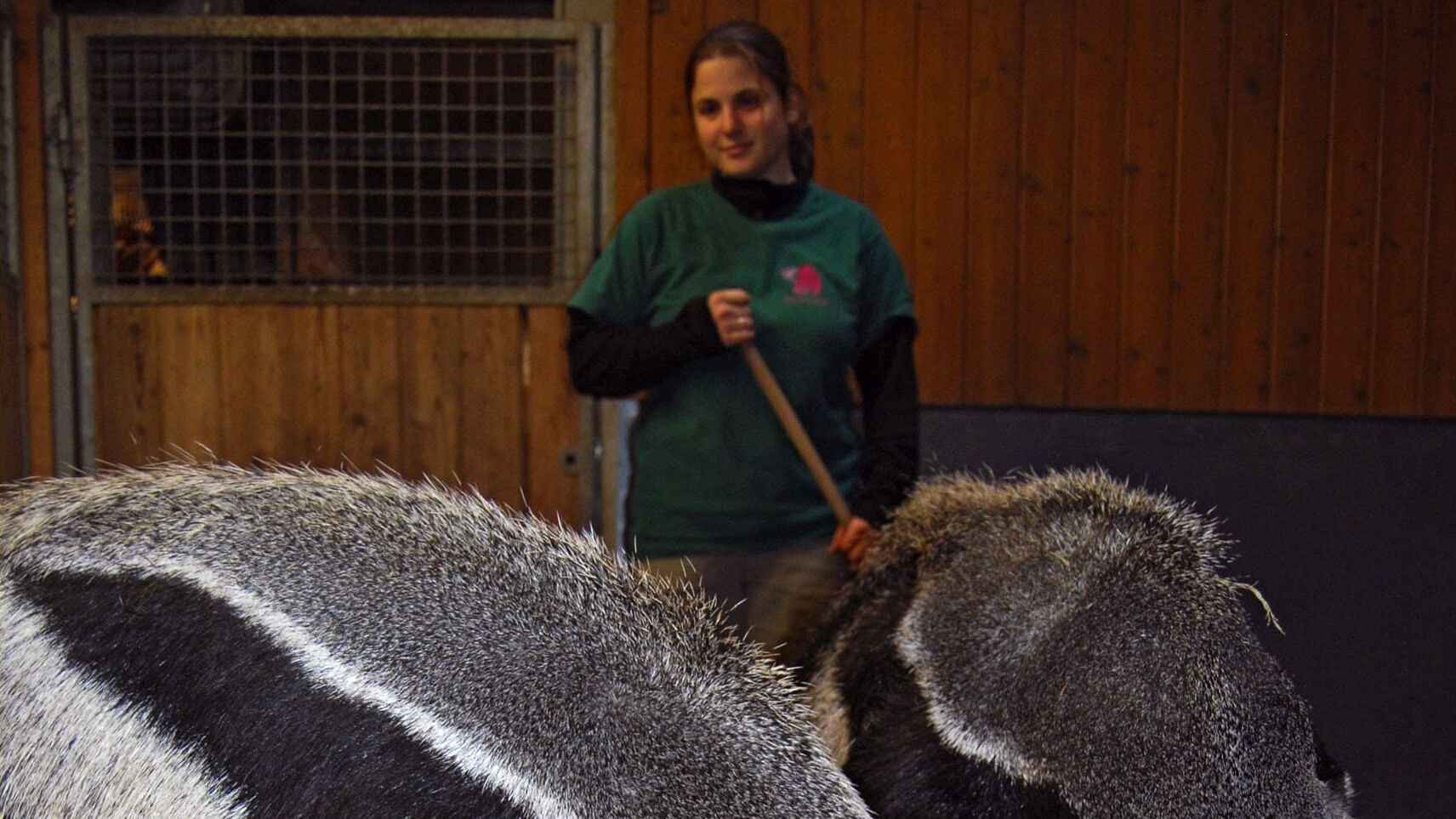 Eisbär, Affe & Co.