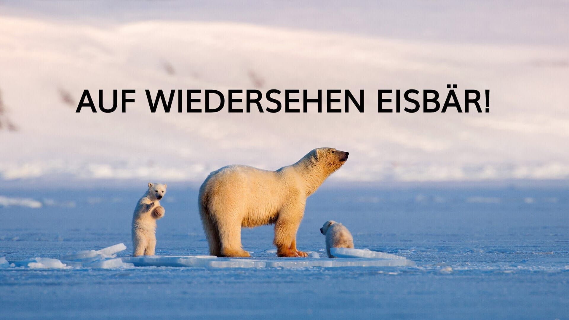 Auf Wiedersehen Eisbär! – Mein Leben auf Spitzbergen