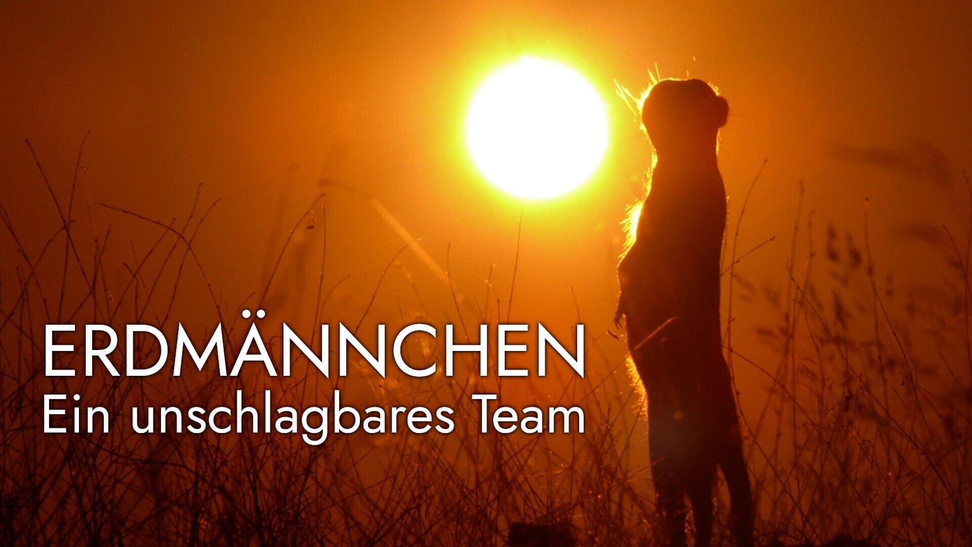 Erdmännchen – Ein unschlagbares Team