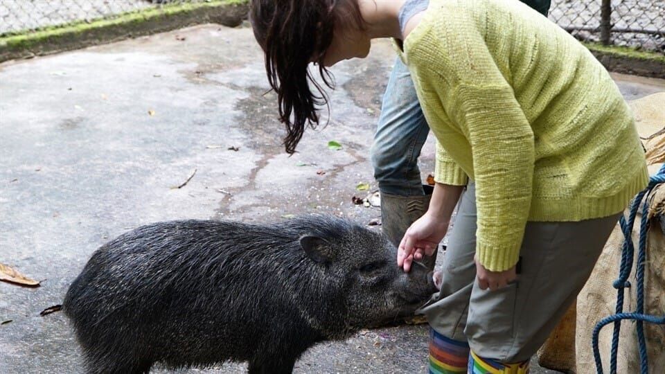 Anna und die wilden Tiere