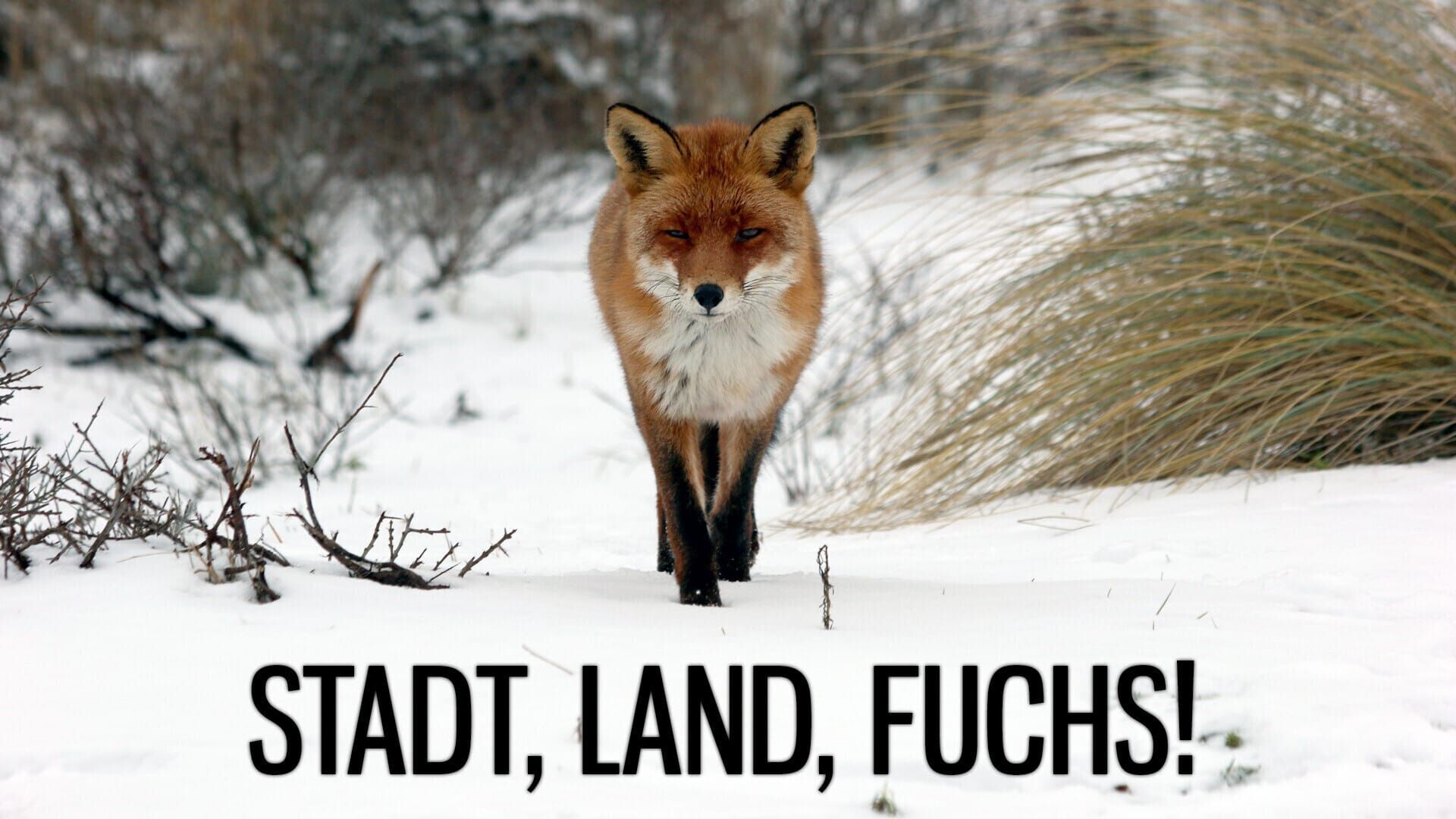Stadt, Land, Fuchs!