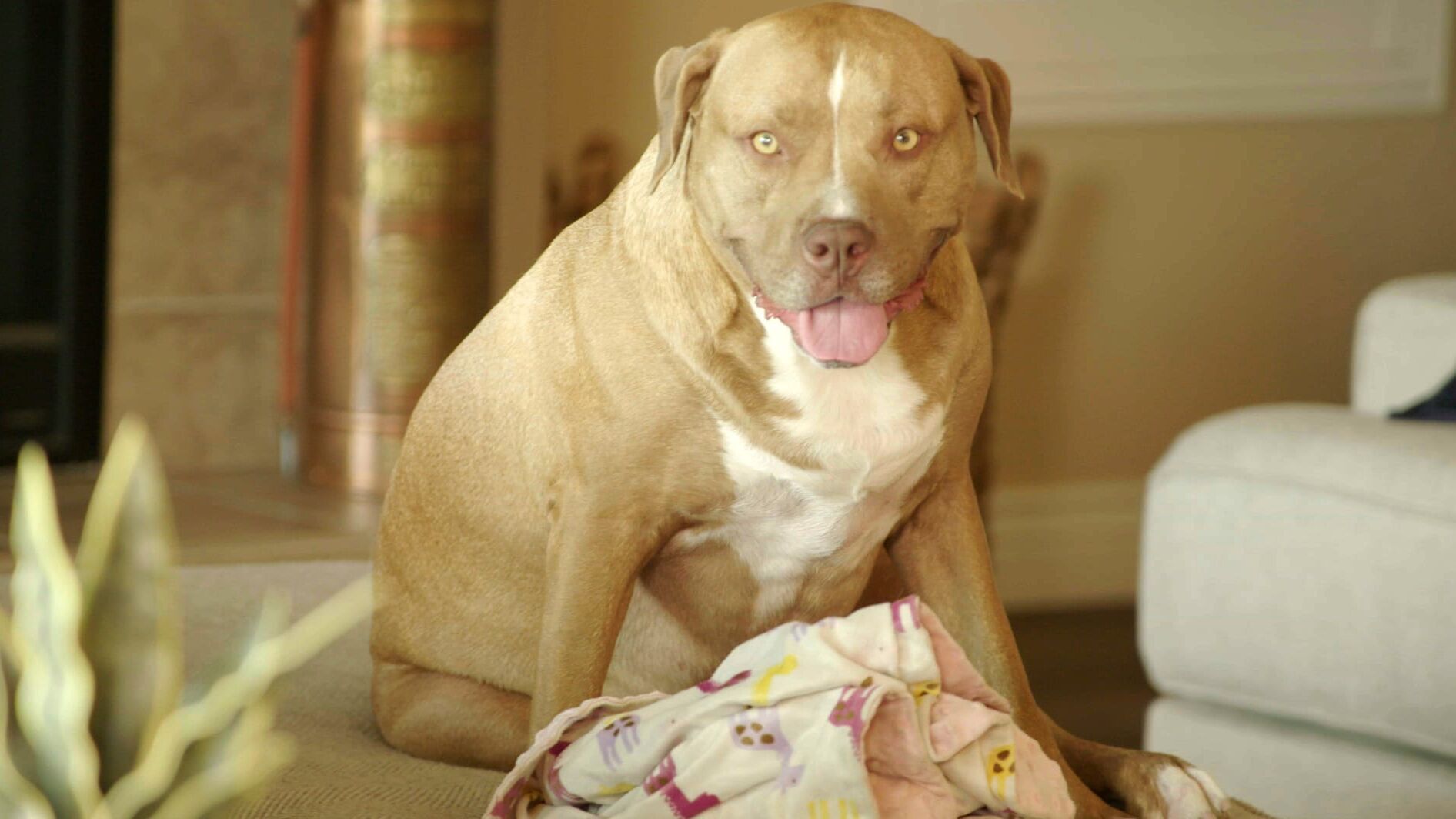 Cesar Millan: Better Human Better Dog – Bessere Menschen, bessere Hunde