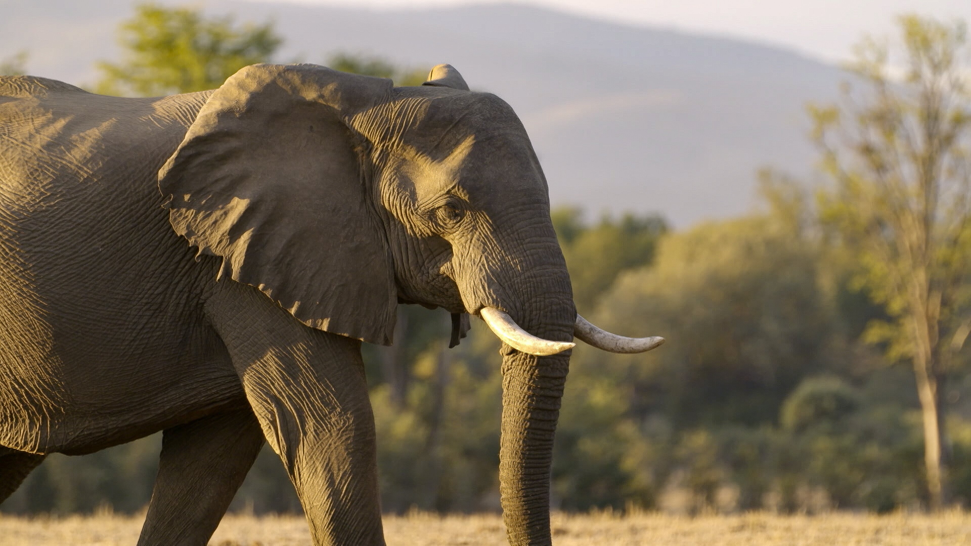 Die Sprache der Tiere