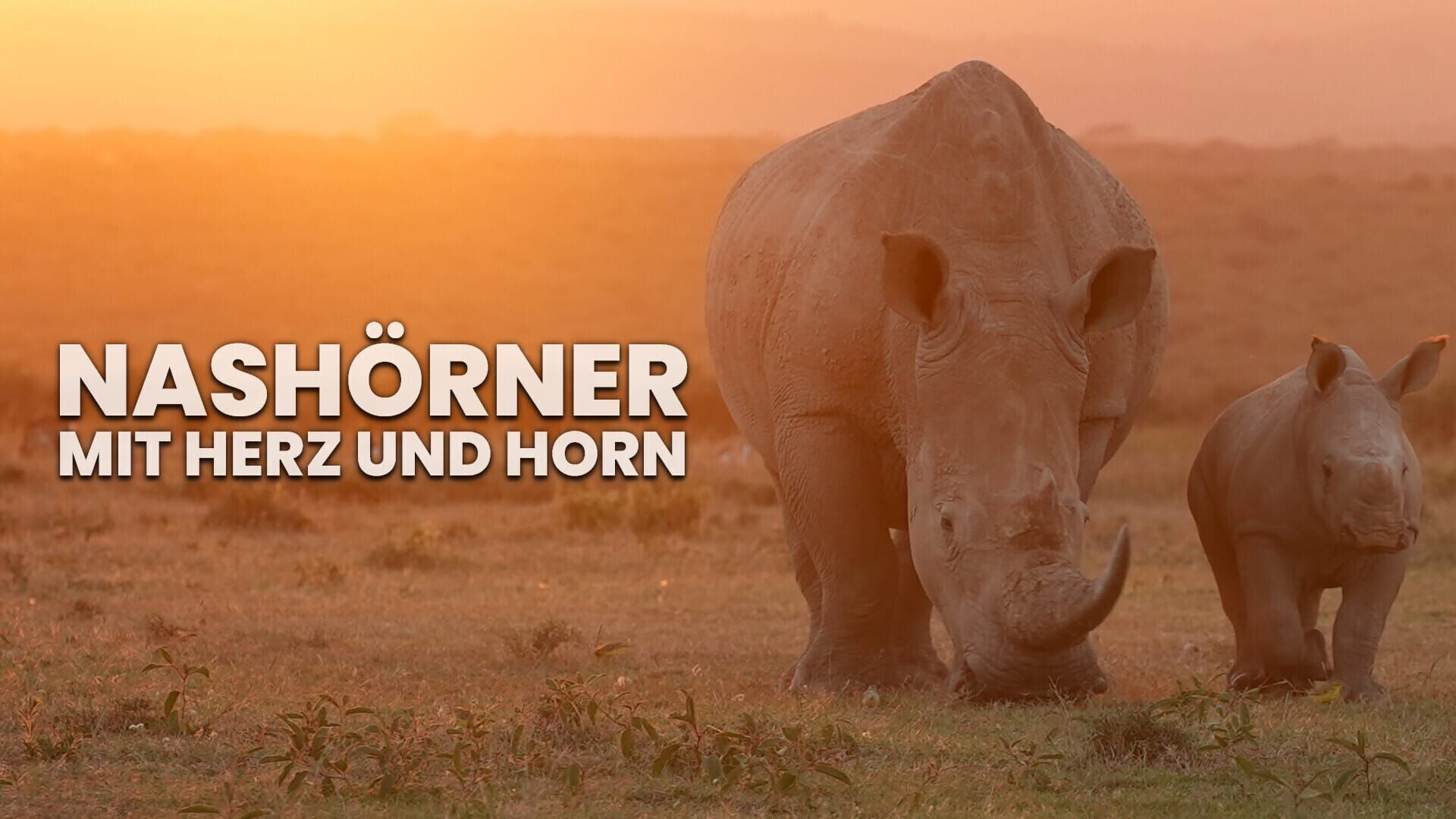 Nashörner – Mit Herz und Horn