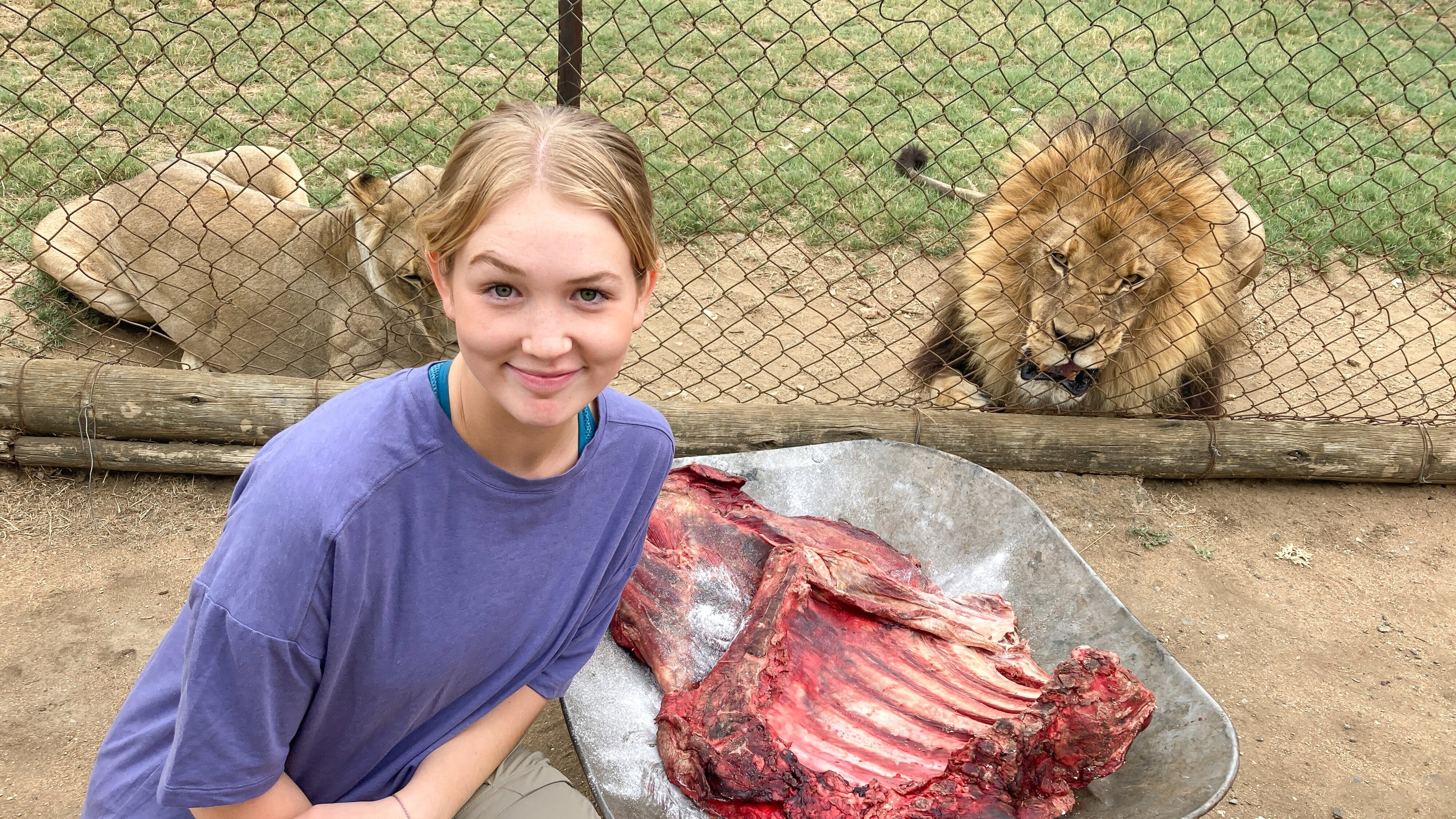 Nina und die wilden Tiere