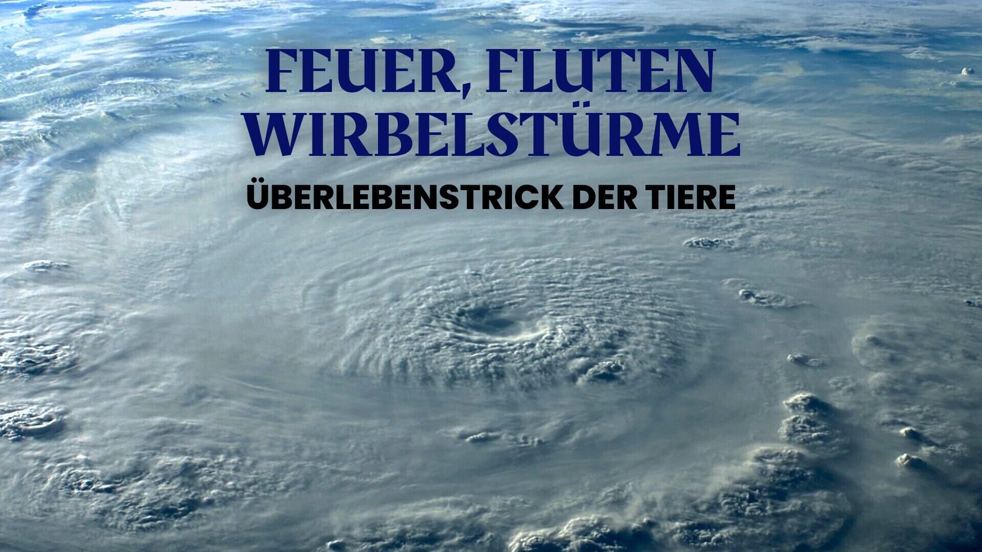 Feuer, Fluten, Wirbelstürme – Überlebenstrick der Tiere