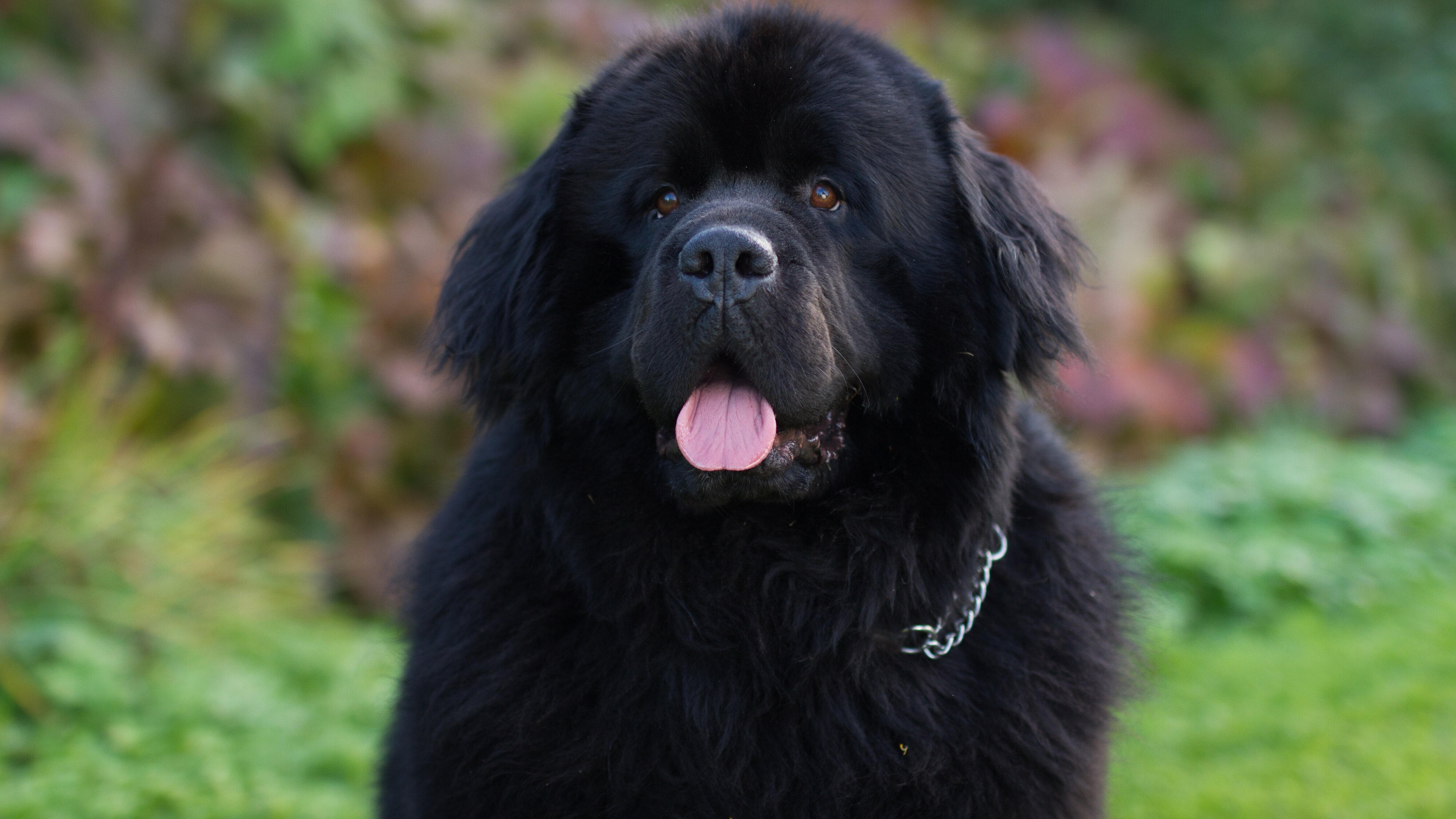 Fra bøllehund til bedsteven