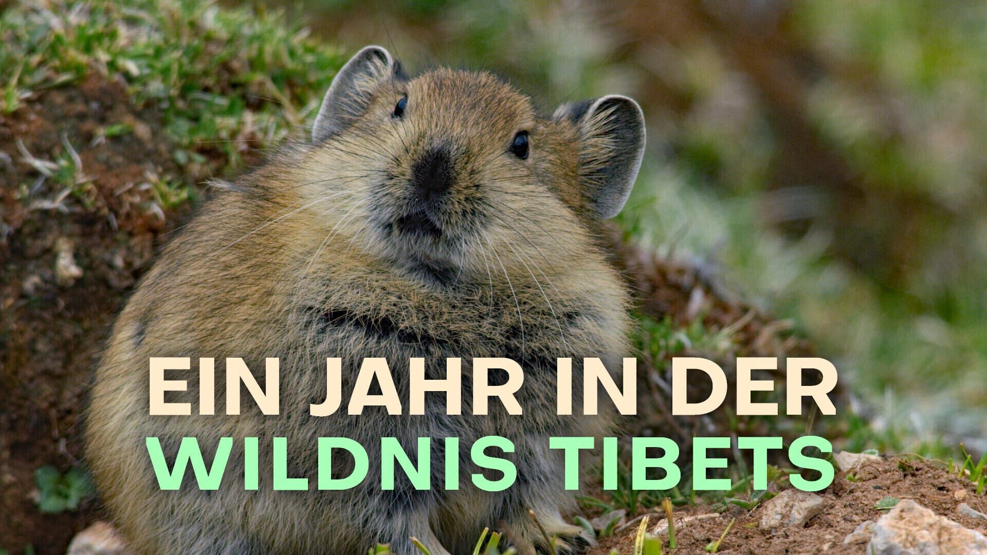Ein Jahr in der Wildnis Tibets