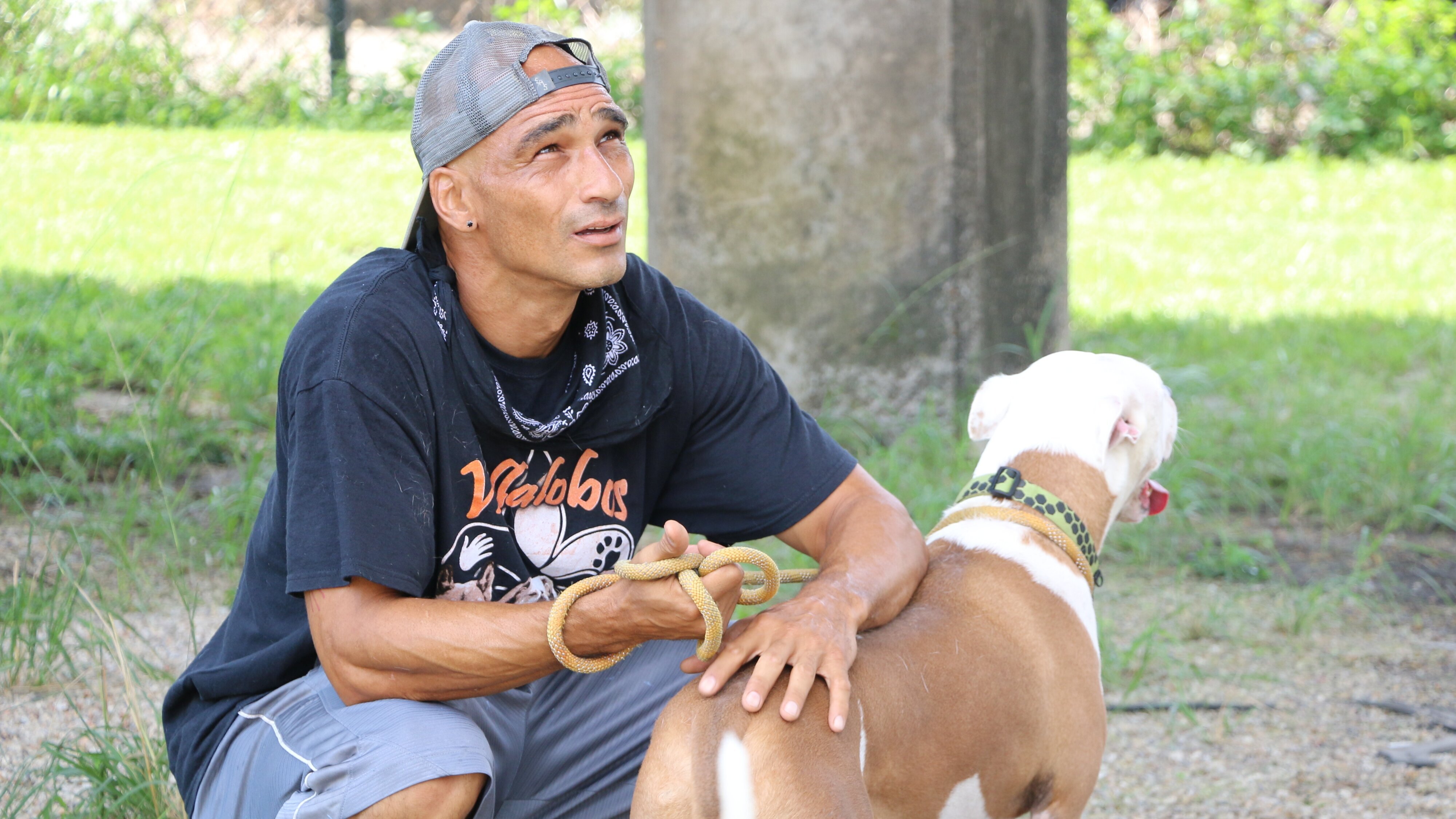 Pitbulls auf Bewährung