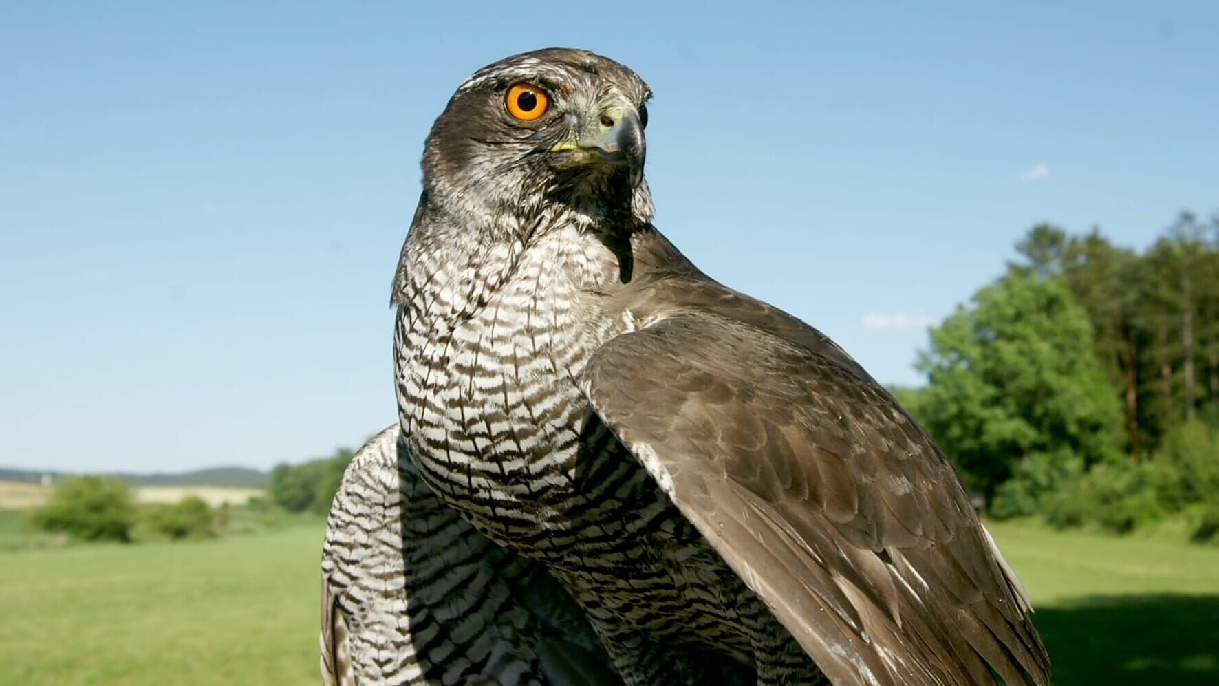 Jäger der Lüfte – Habicht, Bussard, Adler