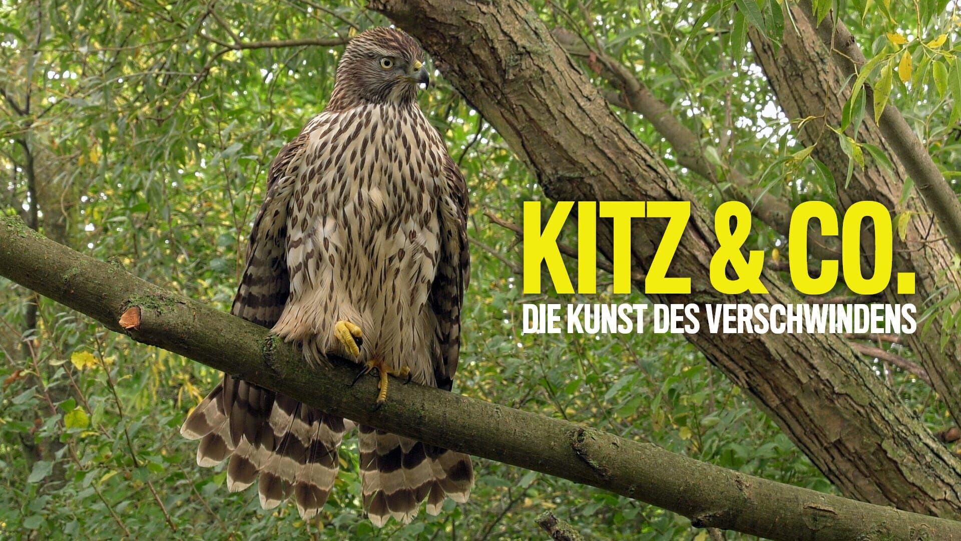 Kitz & Co. – Die Kunst des Verschwindens