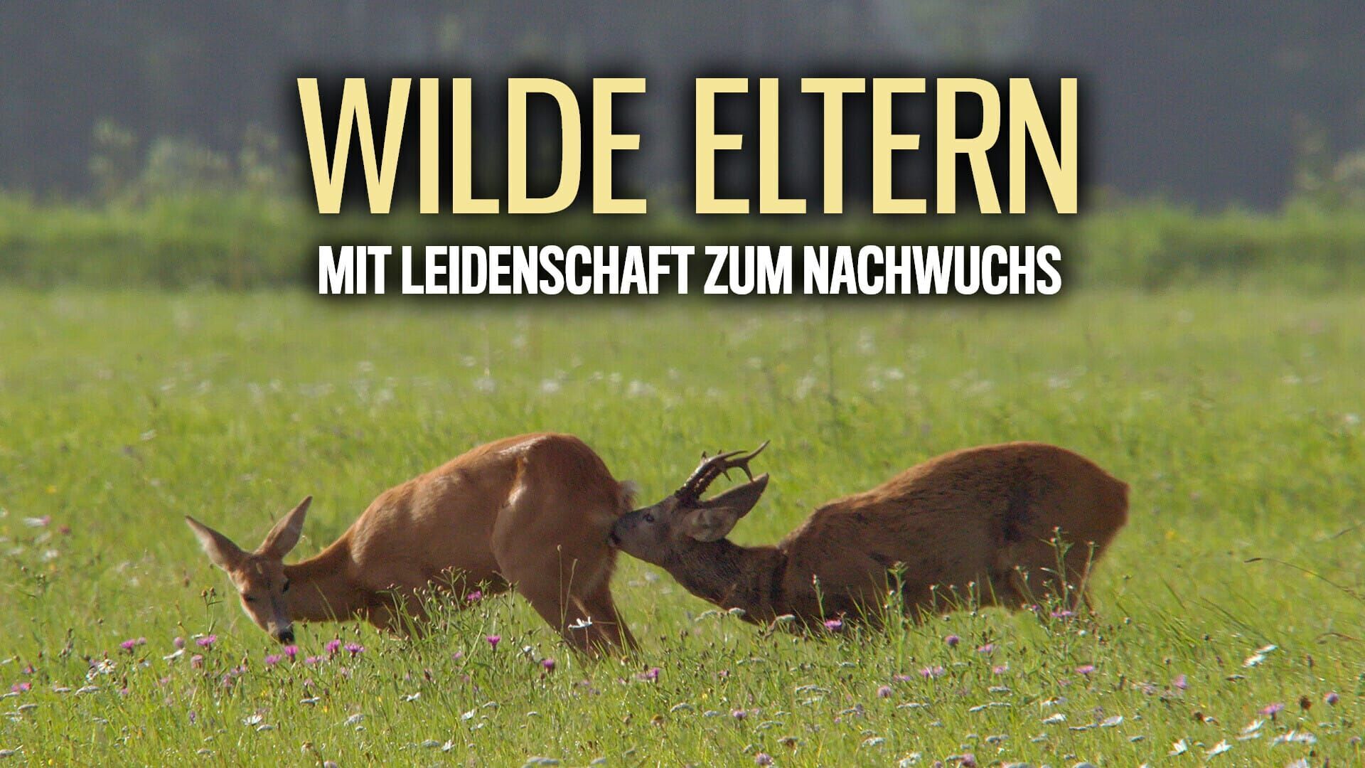 Wilde Eltern