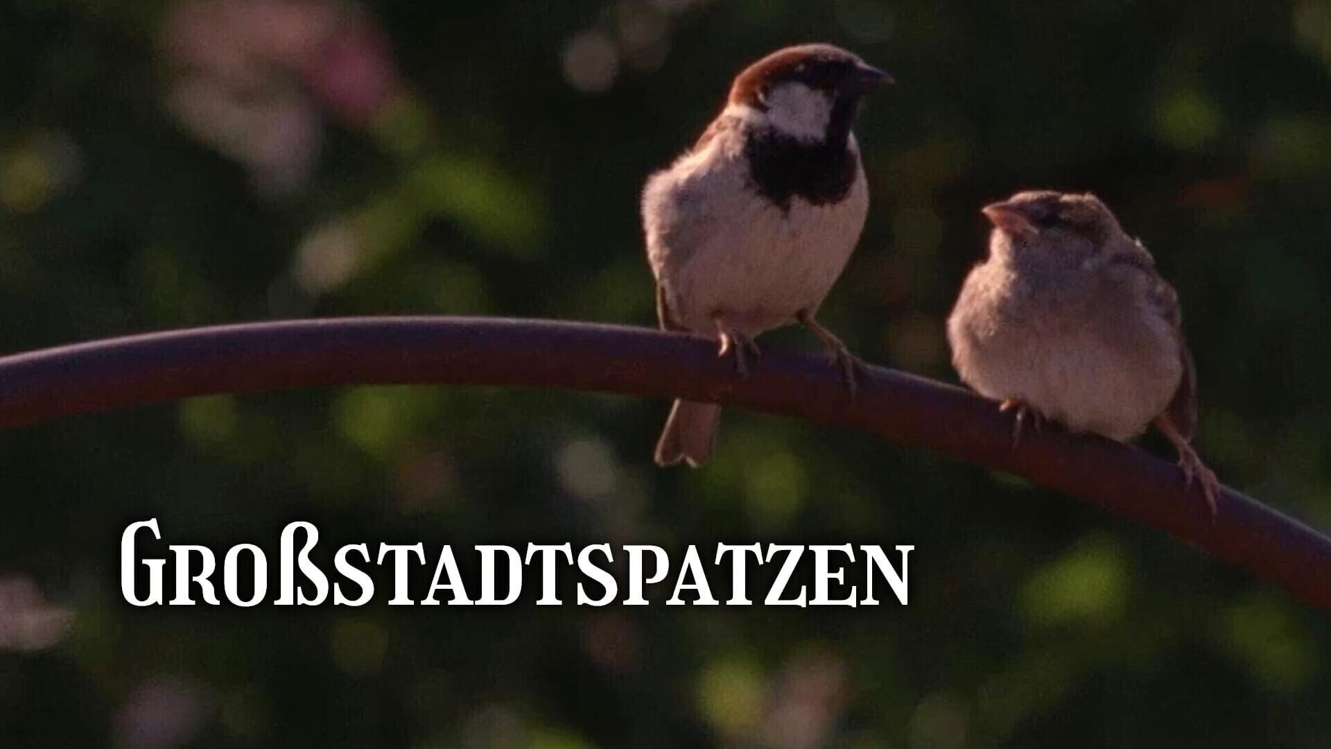 Großstadtspatzen